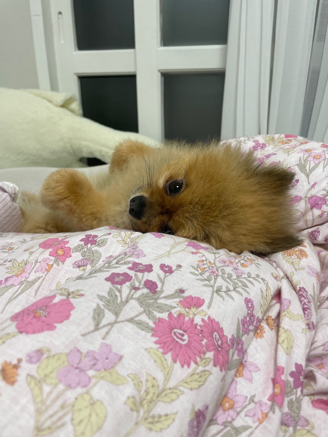 보리 입양후기