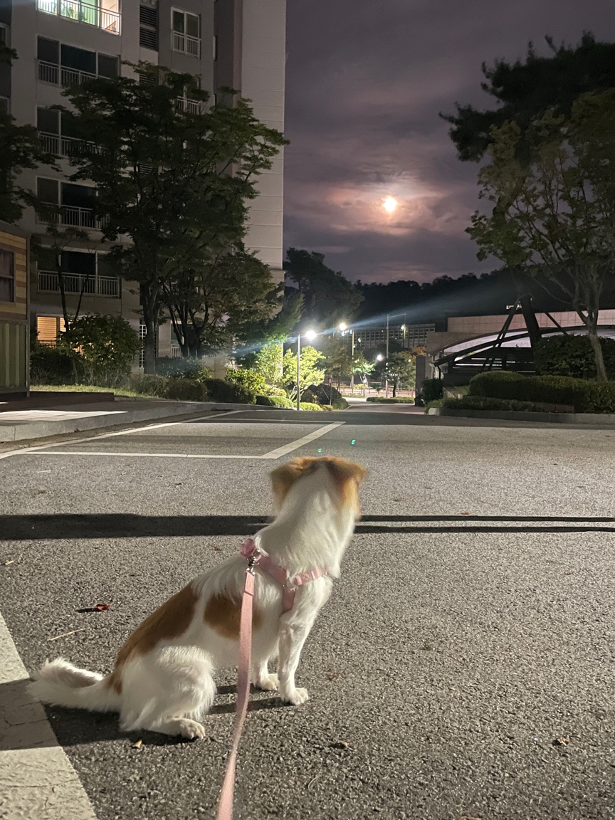 ‘해치’ 입양 세달