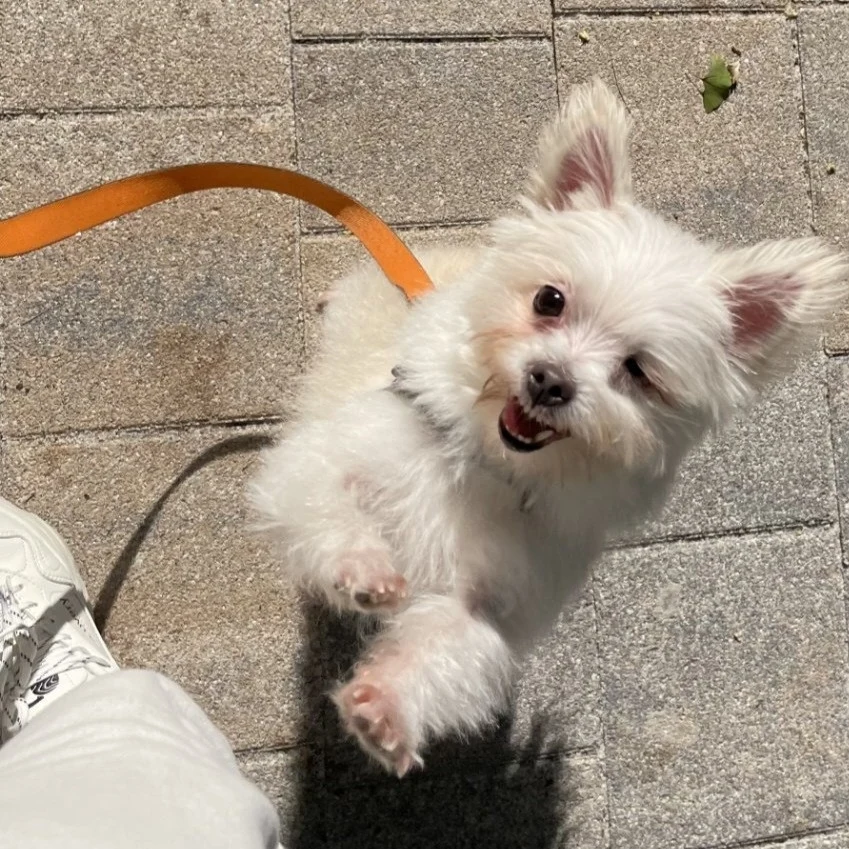 익순이 일상