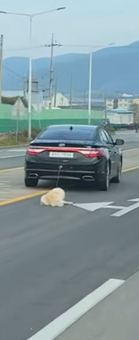 경찰이 동물학대가 아니라고 하네요