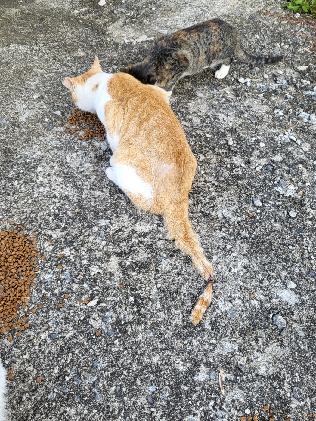 파주 민통선 마을에 중성화안된 최소 15마리이상의 고양이들과 꼬리가 잘려달랑거리고 다리를저는 학대당한 고양이가 있어요
