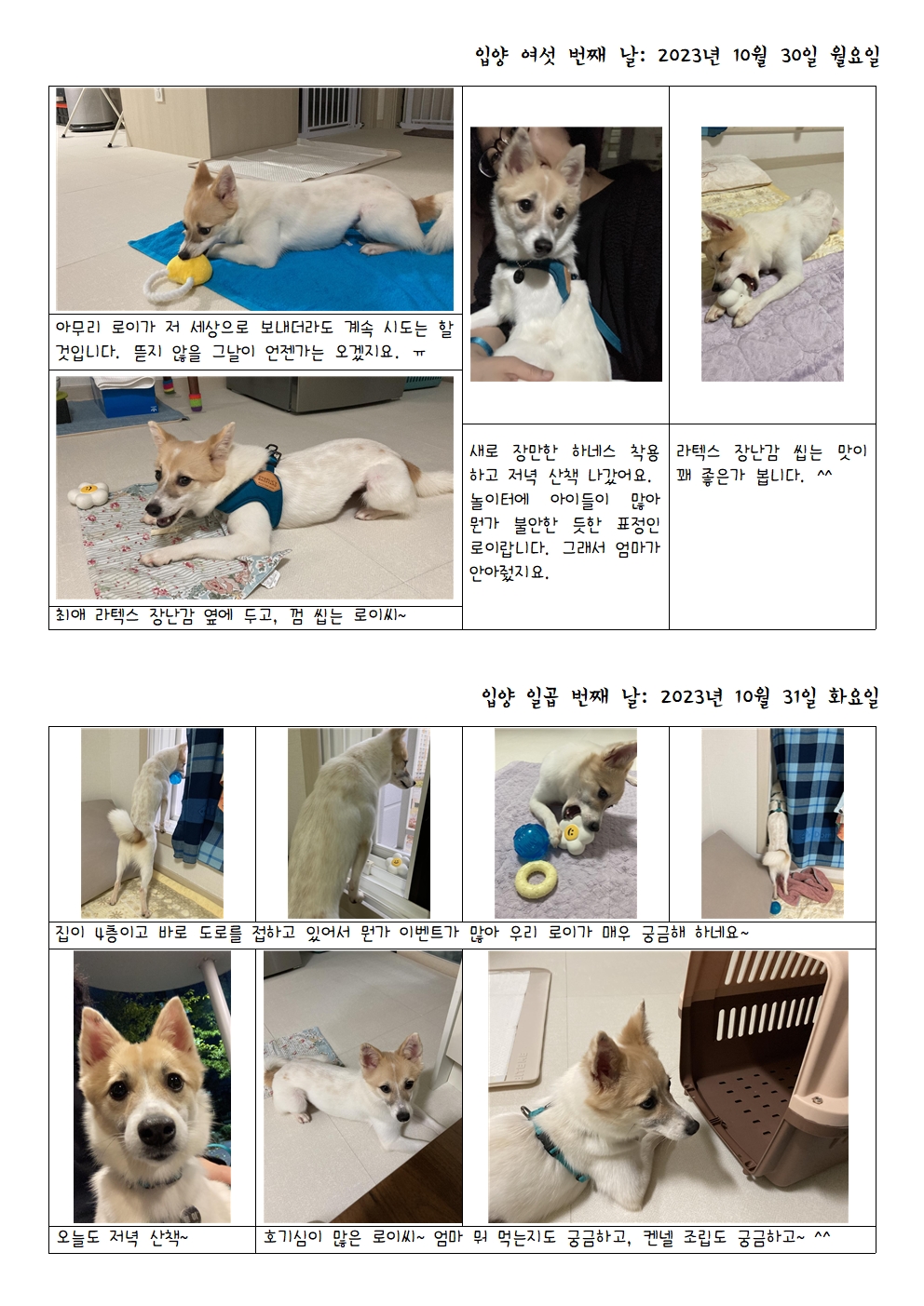 로이(달빛이) 입양 일주일 이야기 ^^