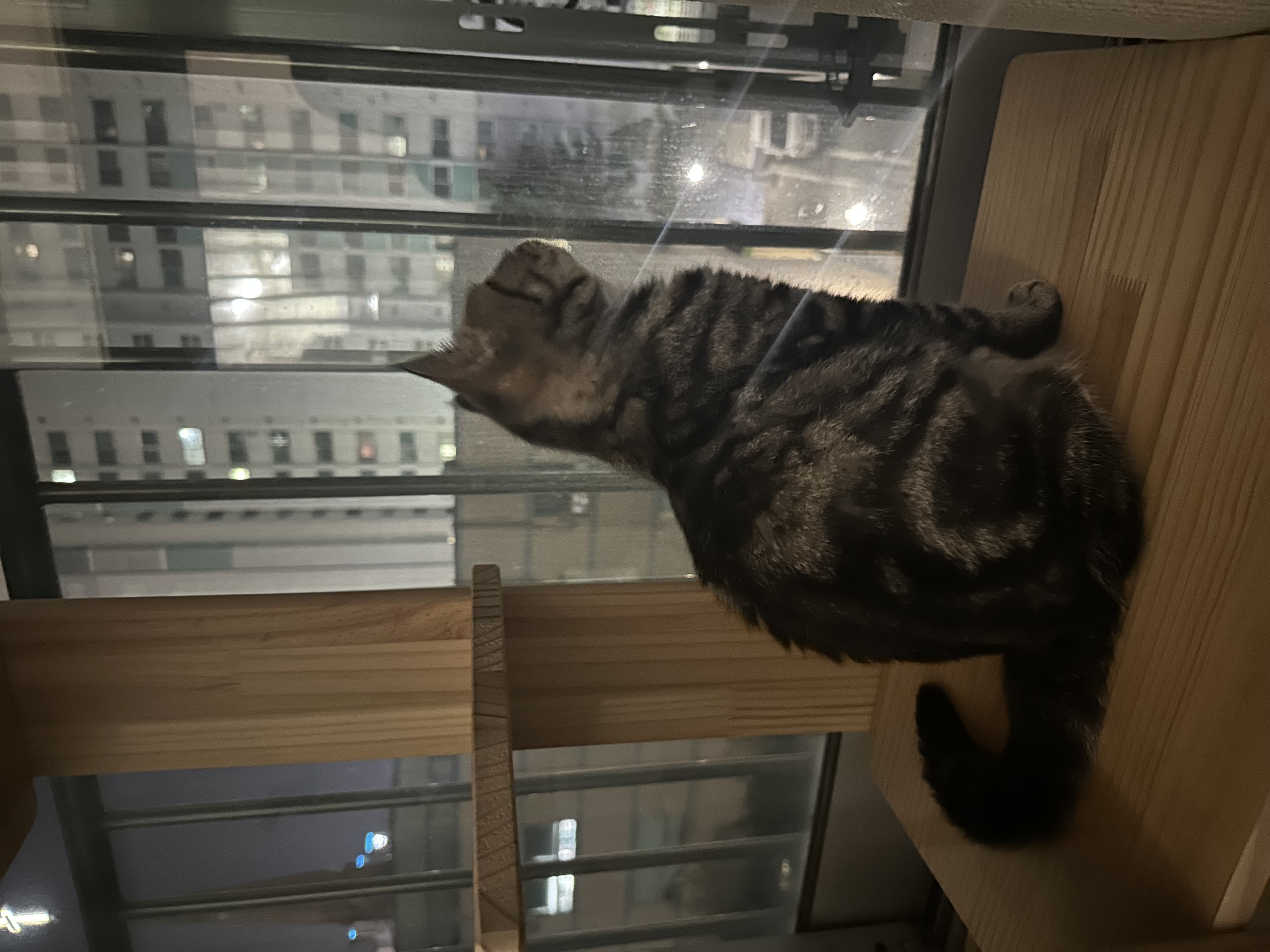 요미(아슬이) 입양 한달차 후기입니다. 