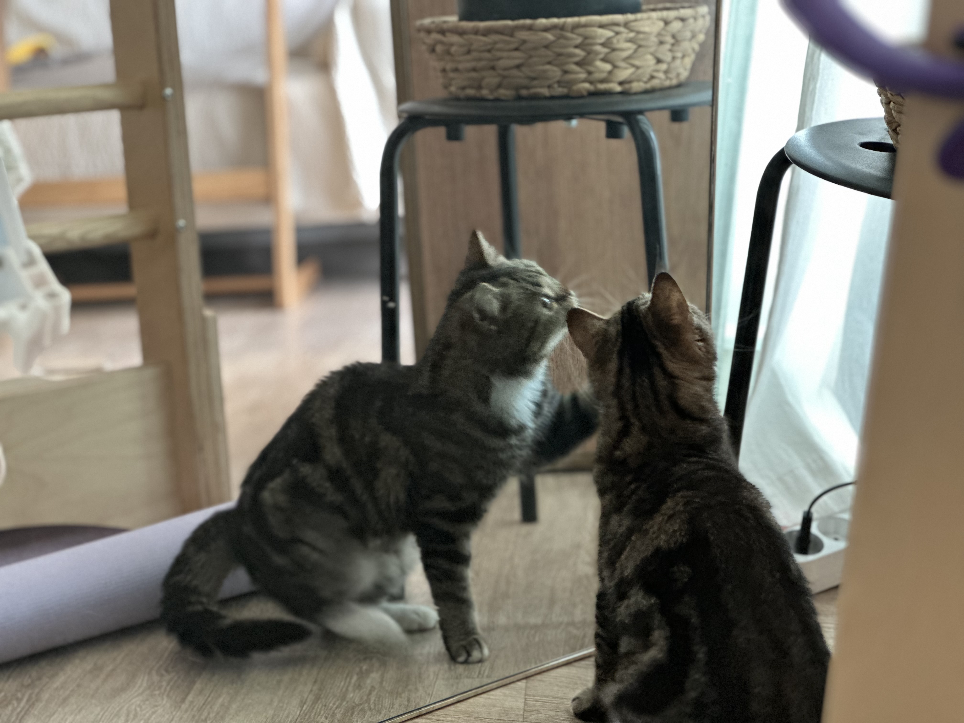 요미(아슬이) 입양 한달차 후기입니다. 