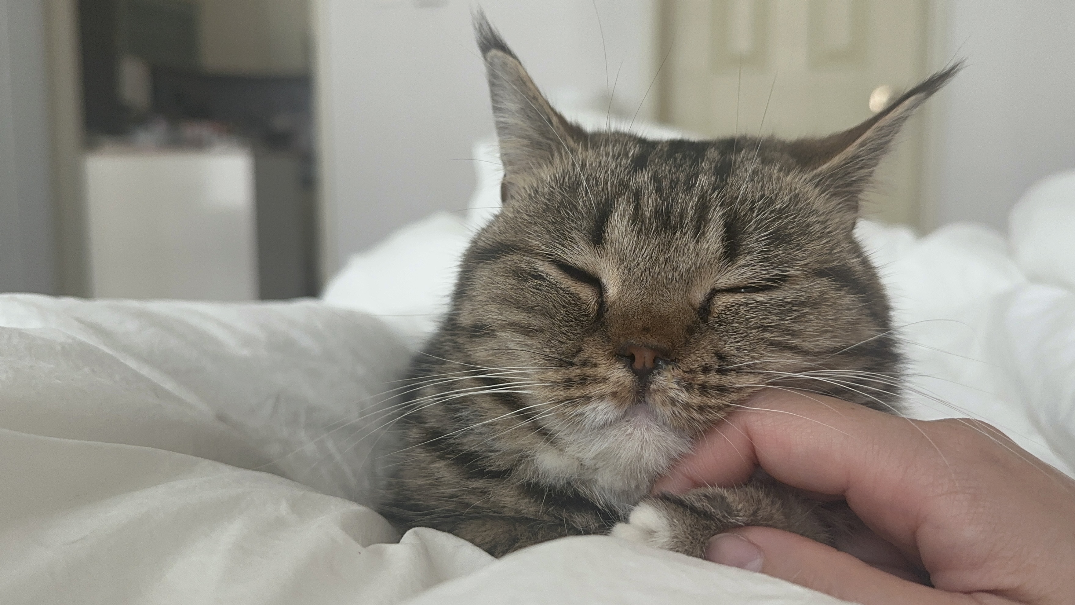 요미(아슬이) 입양 한달차 후기입니다. 