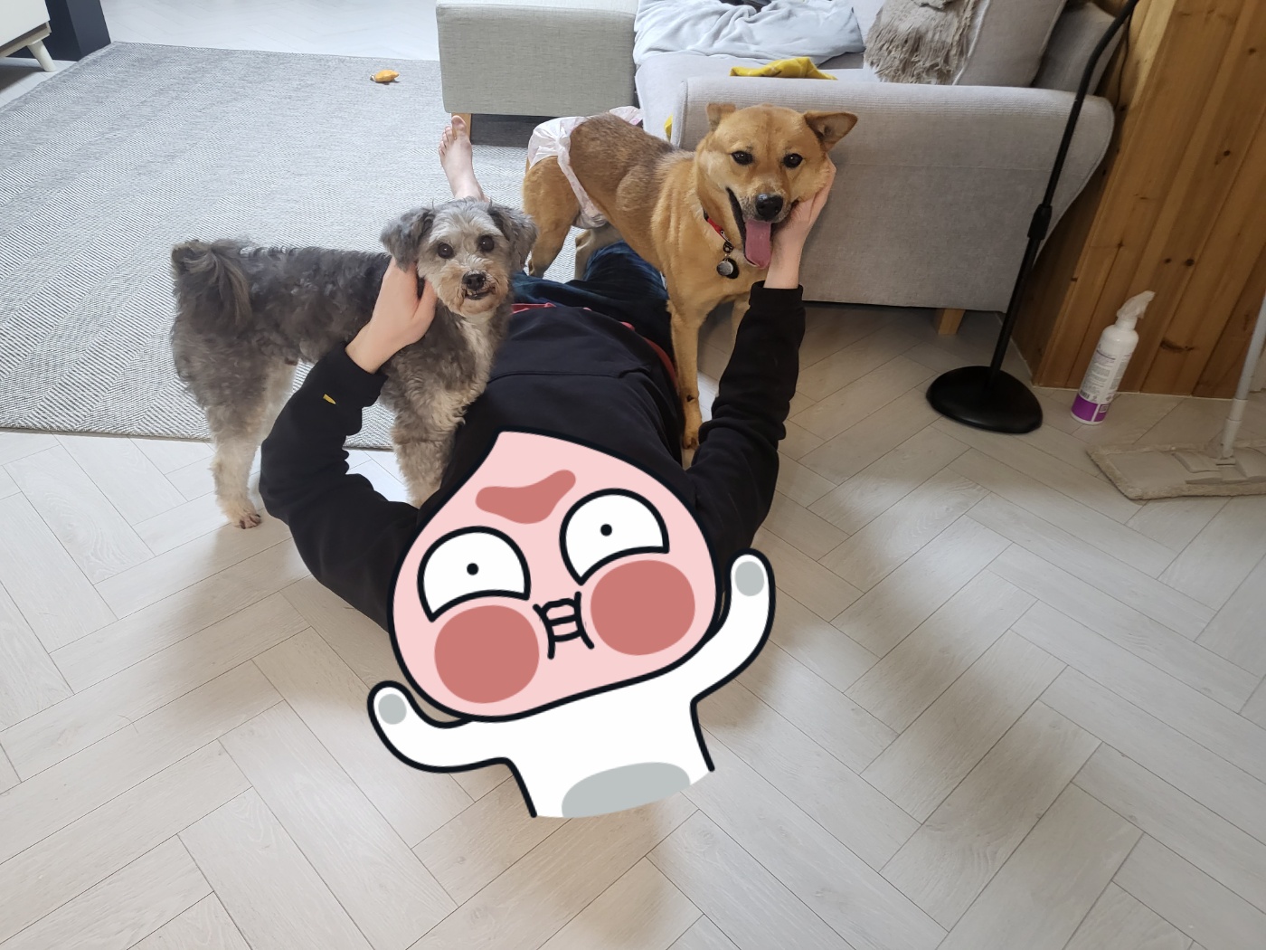 춘향이 임시보호 일주일 이야기♡