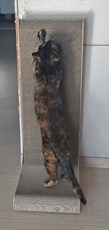 까꿍이 3년 이야기