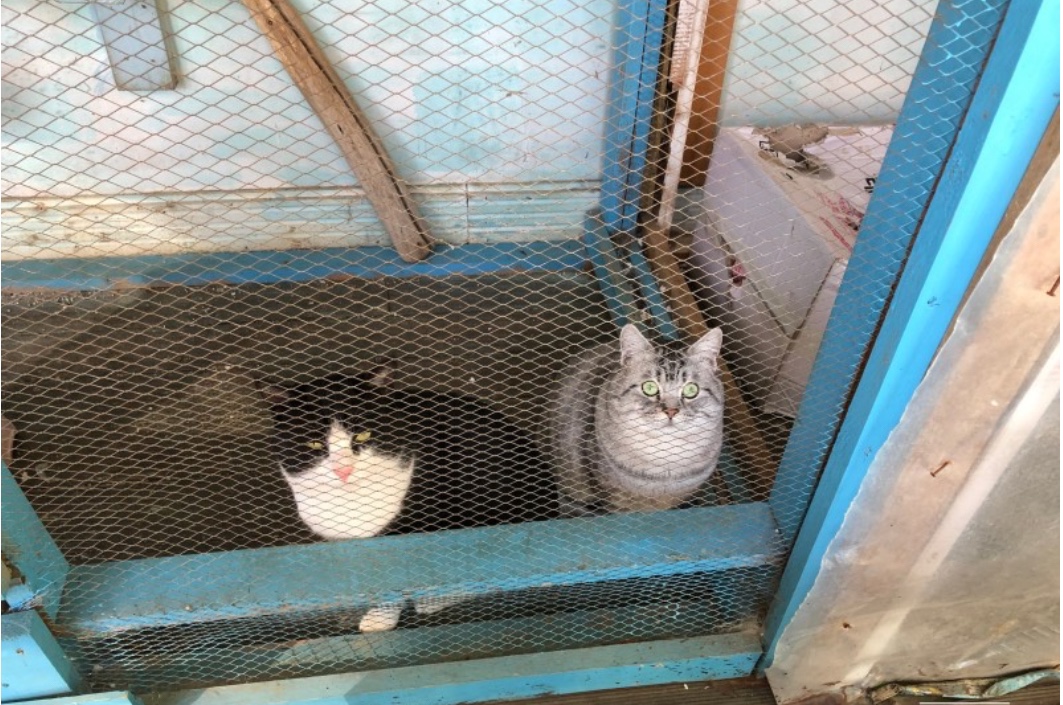고양이 사육 환경