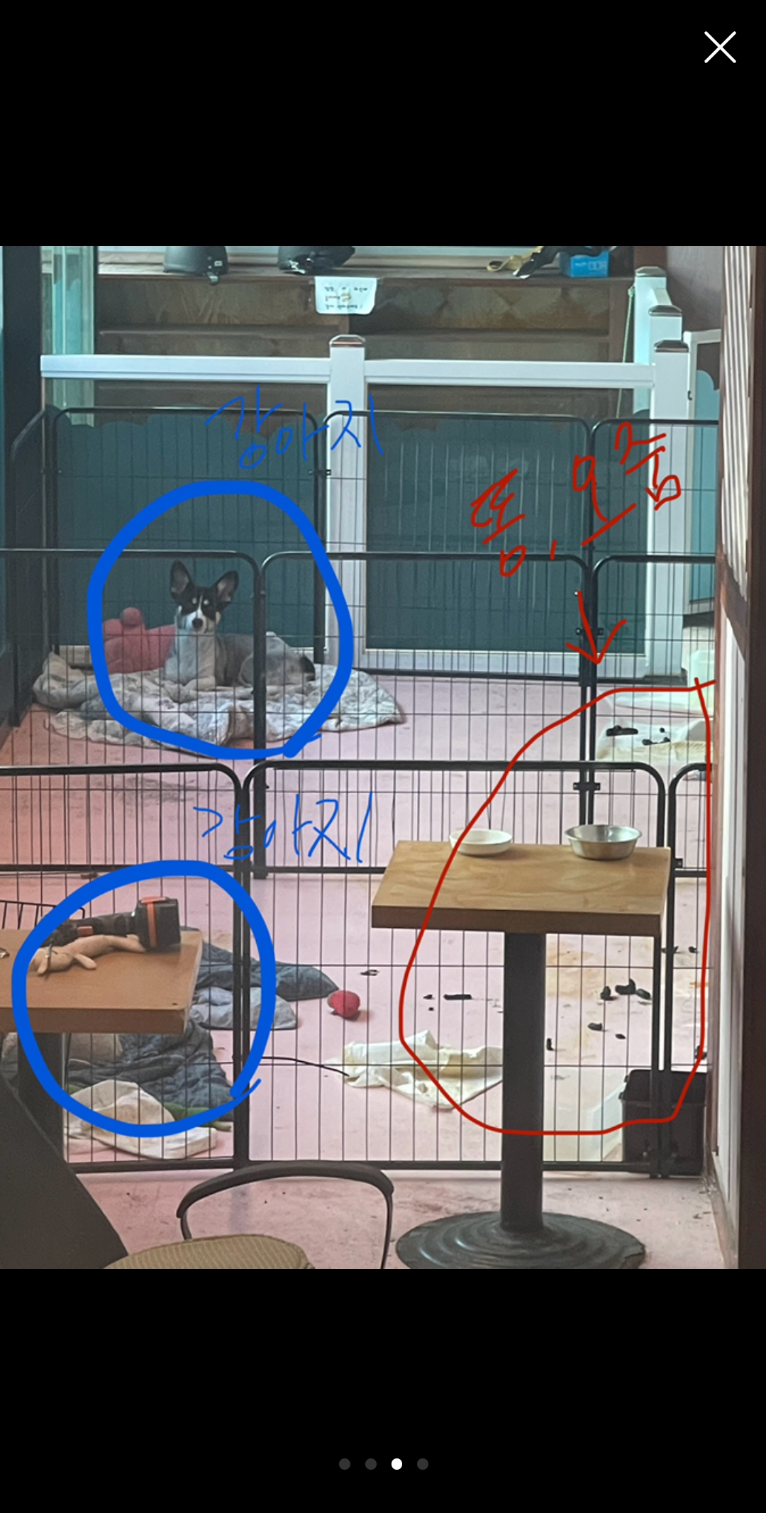영업하지 않는 애견카페에서 유치권 행사를 하며 개들을 방치하고 있습니다