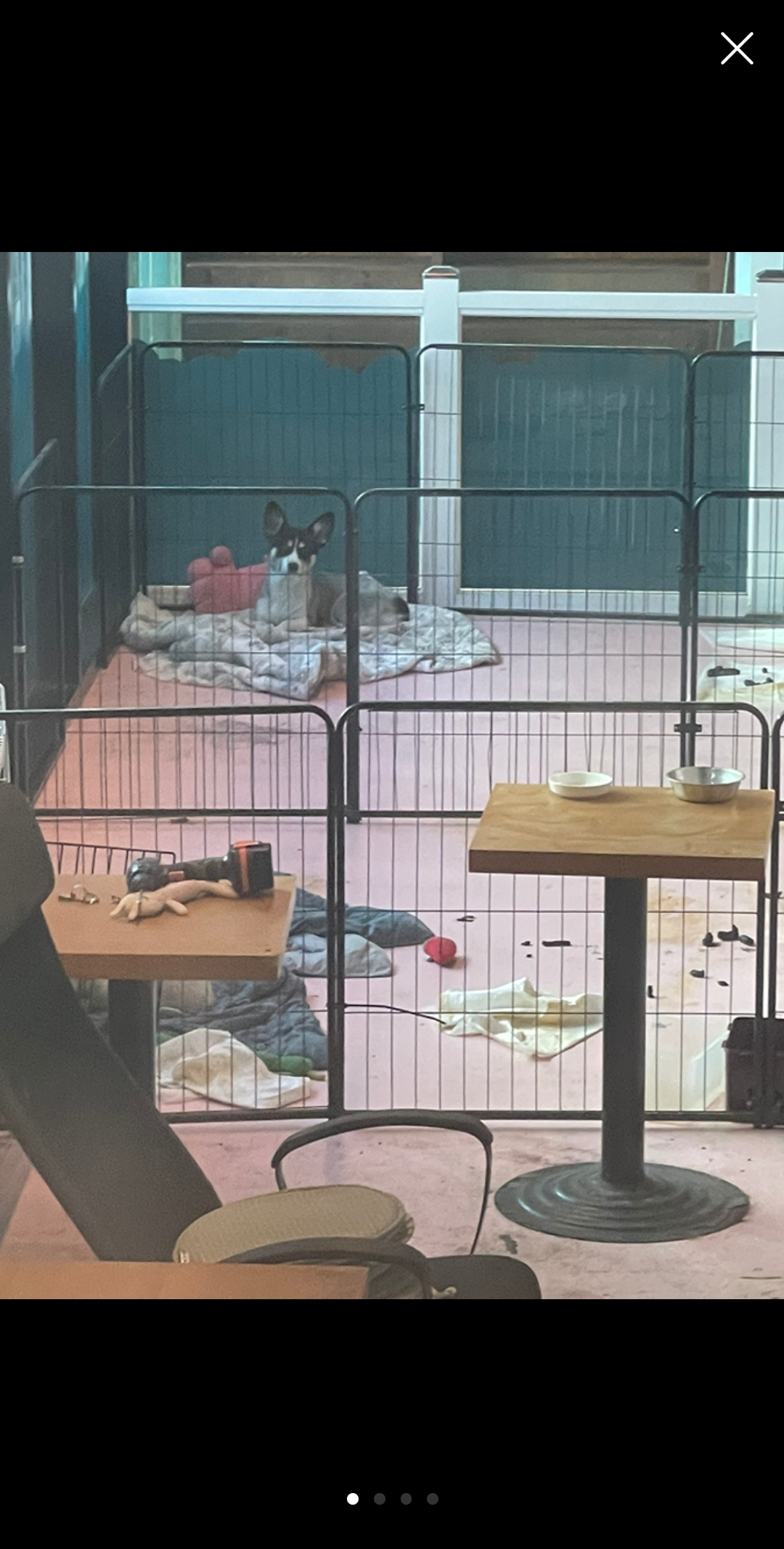 영업하지 않는 애견카페에서 유치권 행사를 하며 개들을 방치하고 있습니다
