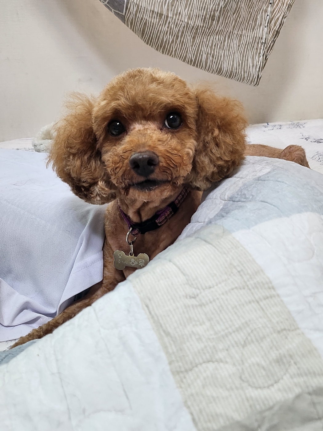 몽글(구, 랩몬)이와 하루 그리고 이슬이 살아가는 이야기