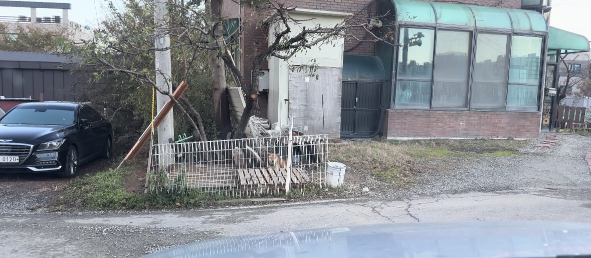 주택가앞 열악한 환경에 오랜시간 개가 방치되어 있습니다.