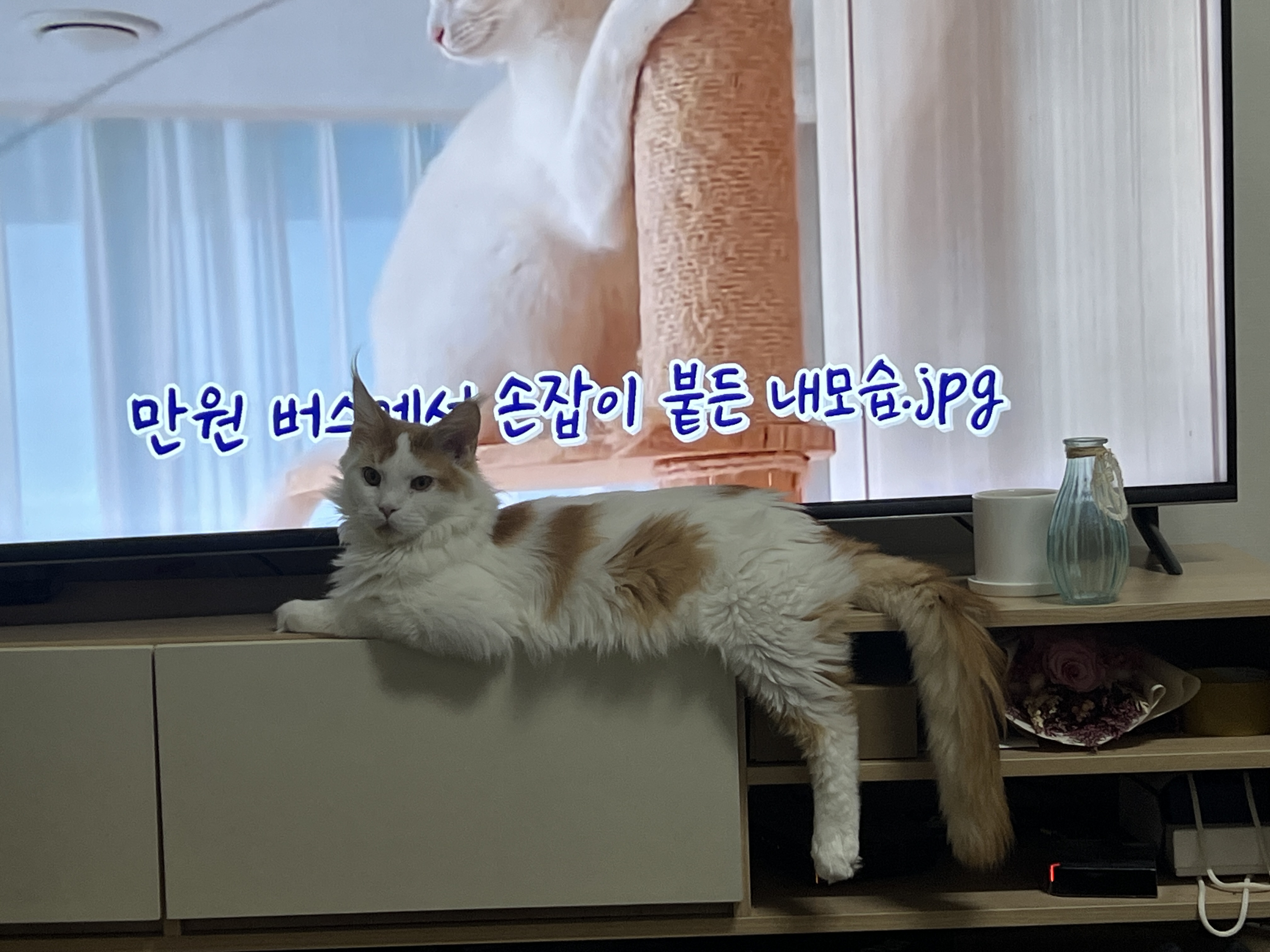 테리에서 케타♥️입양전제 임시보호 1개월차