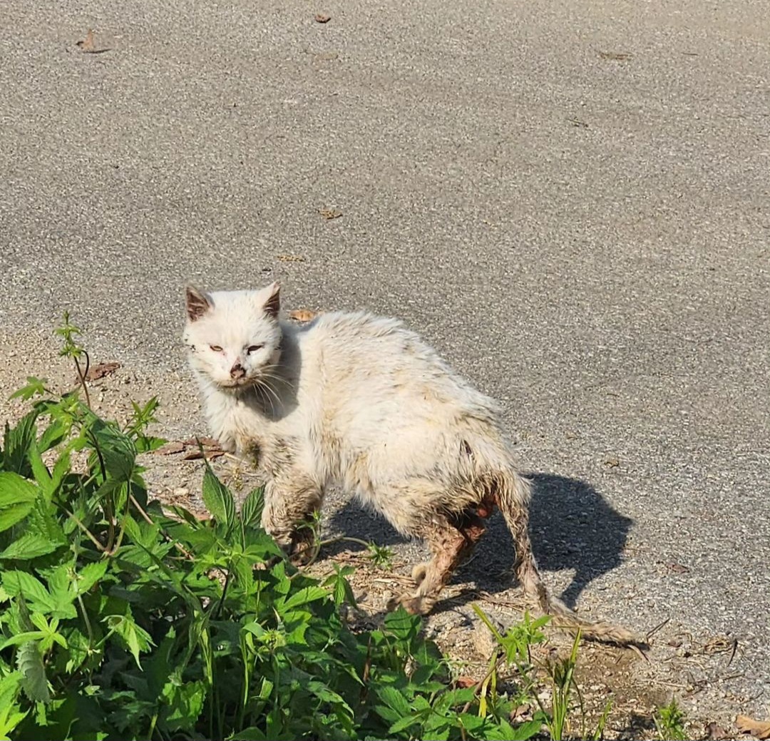 항문튀어나온 고양이 도와주세요ㅠㅠ