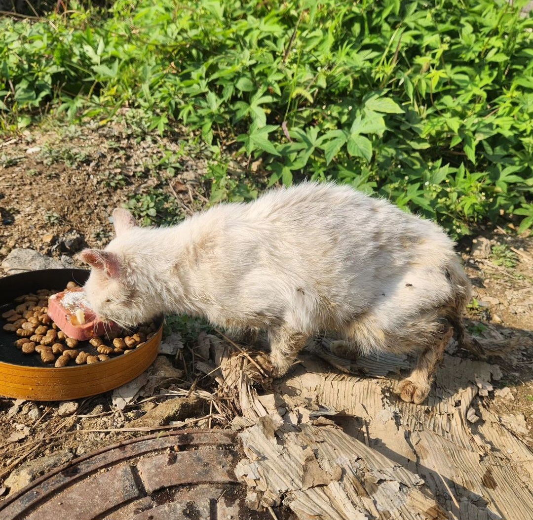 항문튀어나온 고양이 도와주세요ㅠㅠ