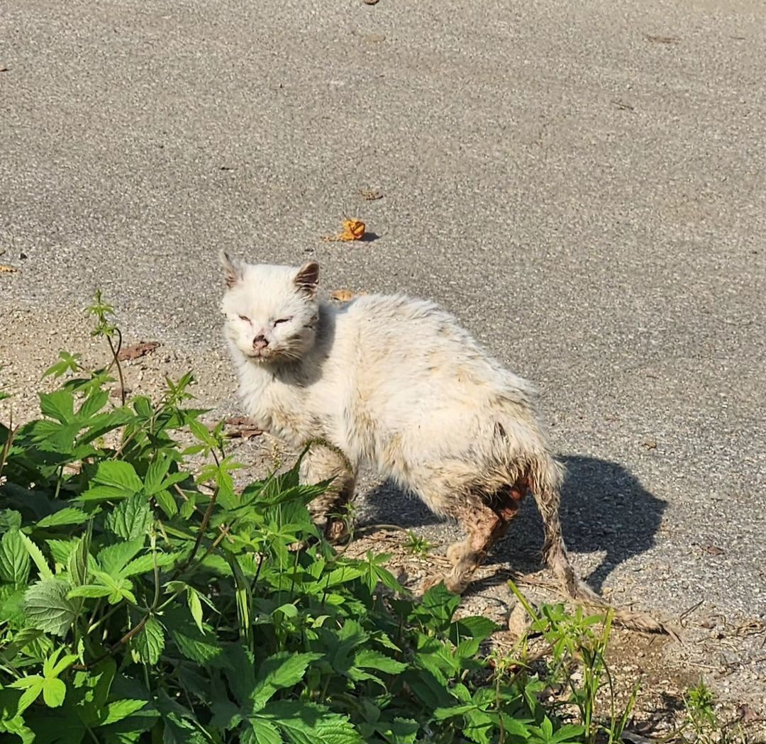 항문튀어나온 고양이 도와주세요ㅠㅠ