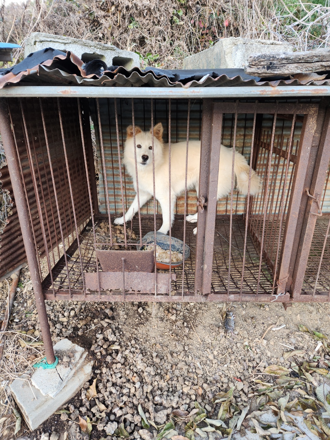열약한 사육환경 및 질병 부상 