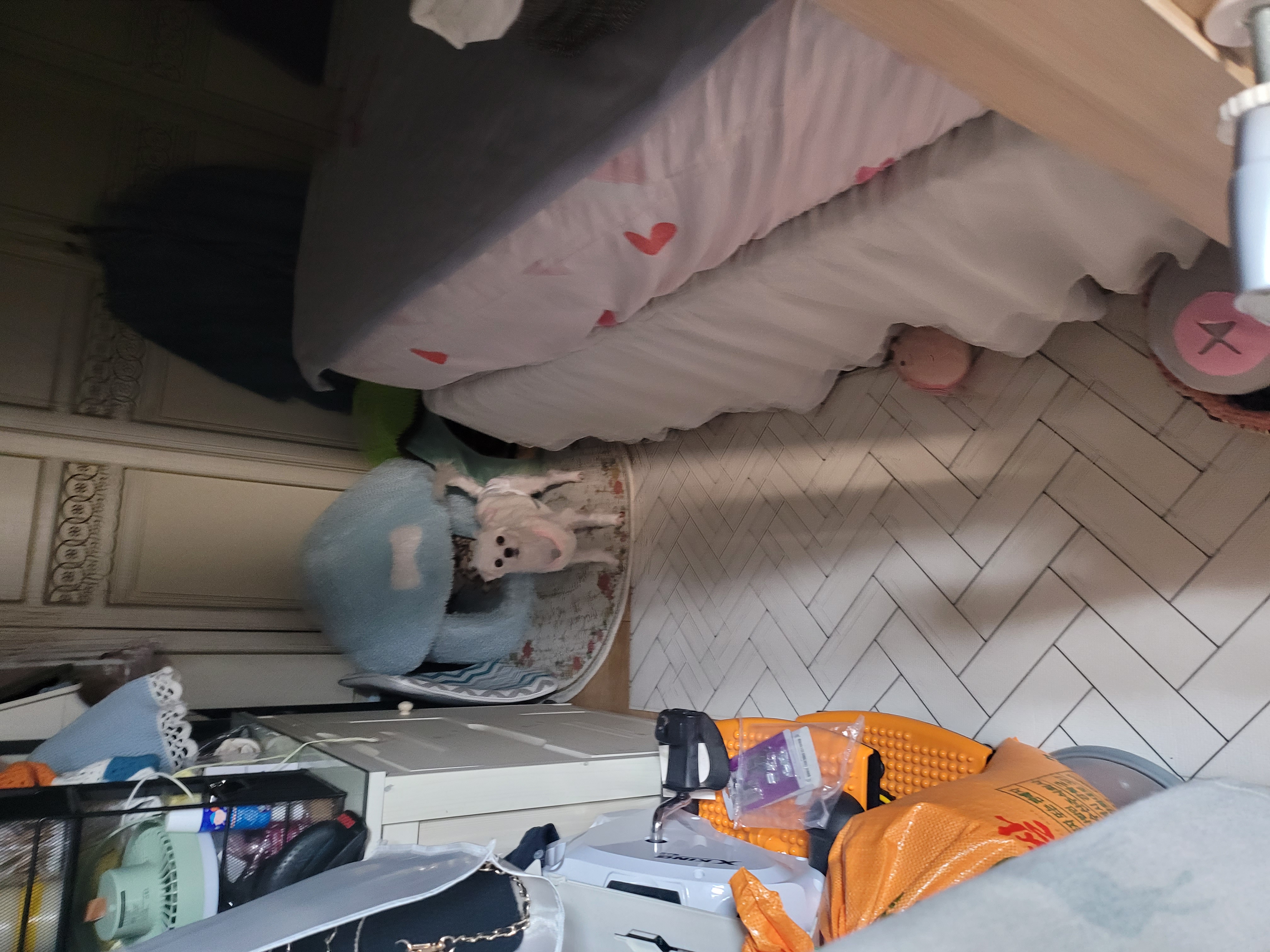 양구 조아(현 설이)입양 일주일 이야기