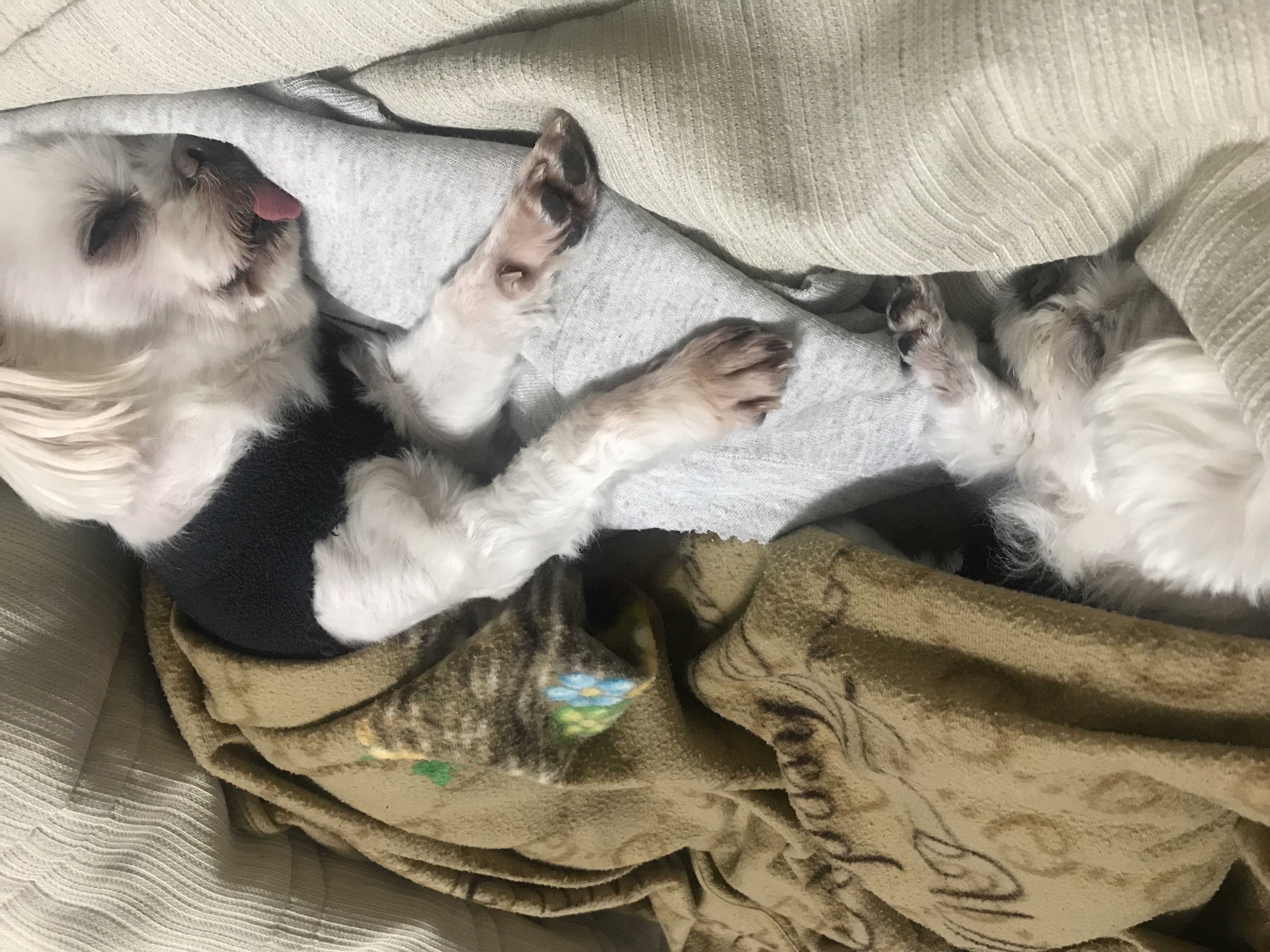 보희랑 이브 벌써 5년