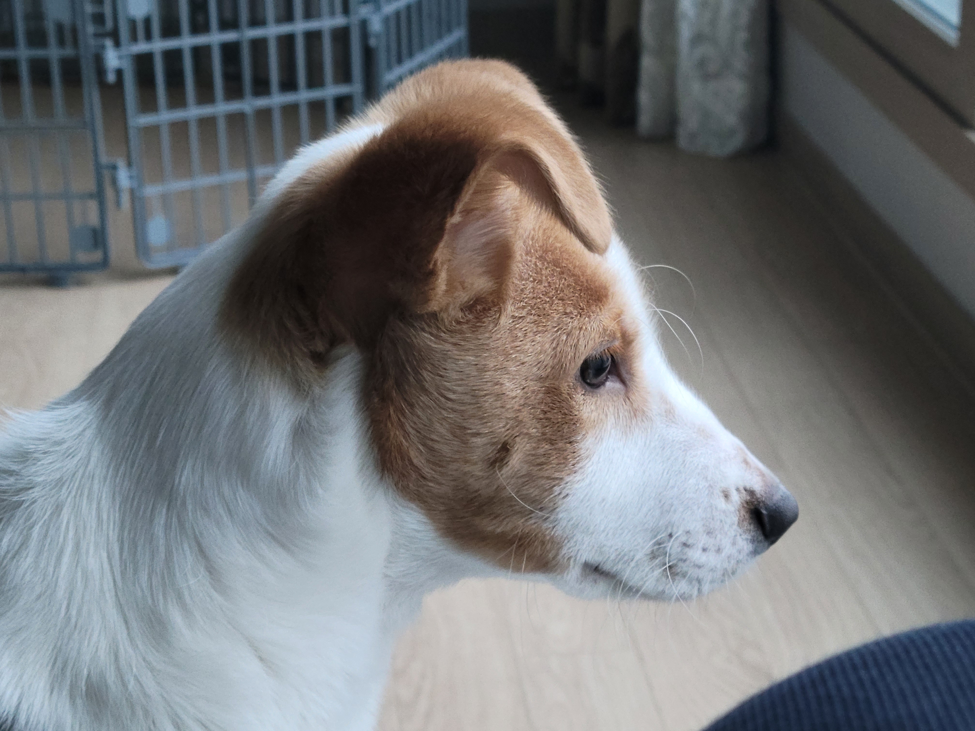 연빛이 
