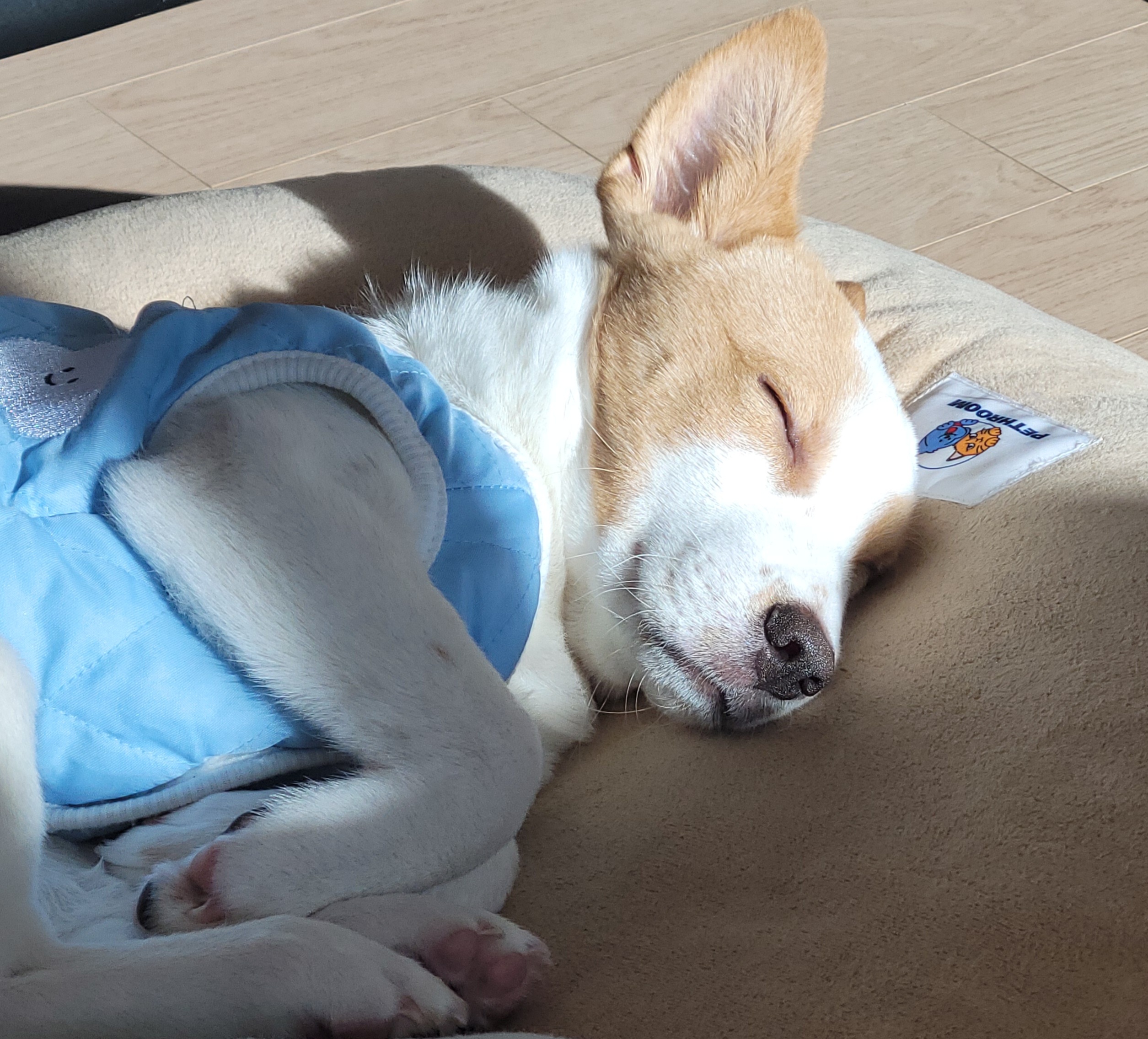 연빛이 