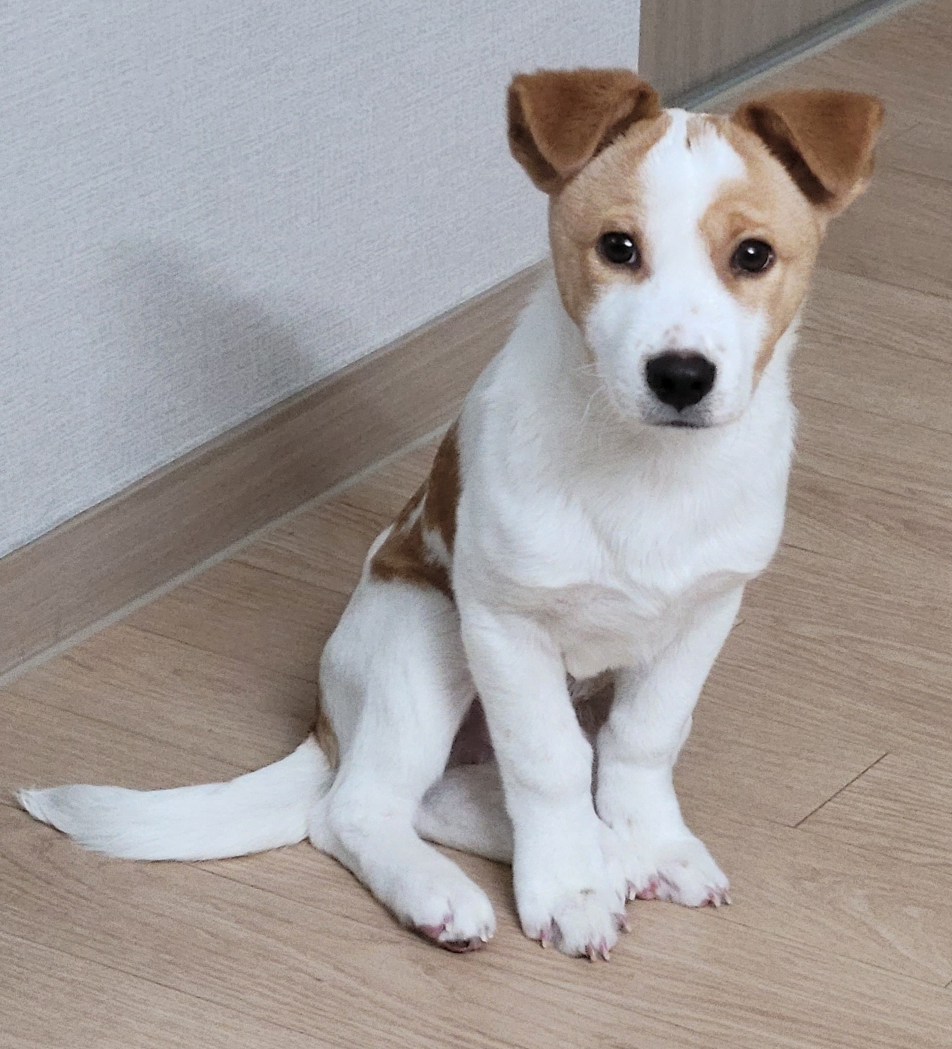 연빛이 