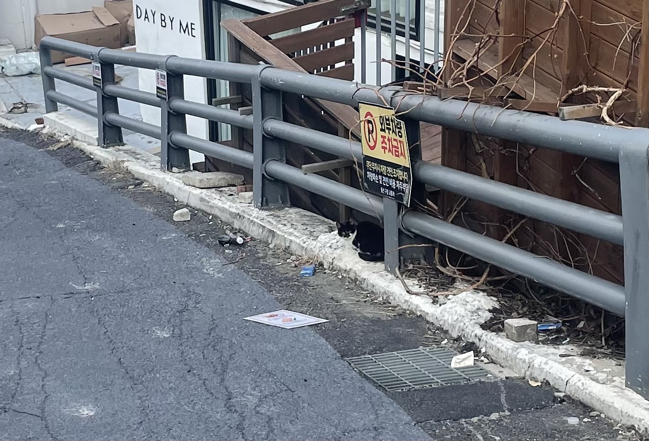 탈장된 고양이 도와주세요