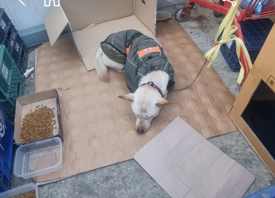 오산 더 마트에 강아지 유기 제발 구해주세요