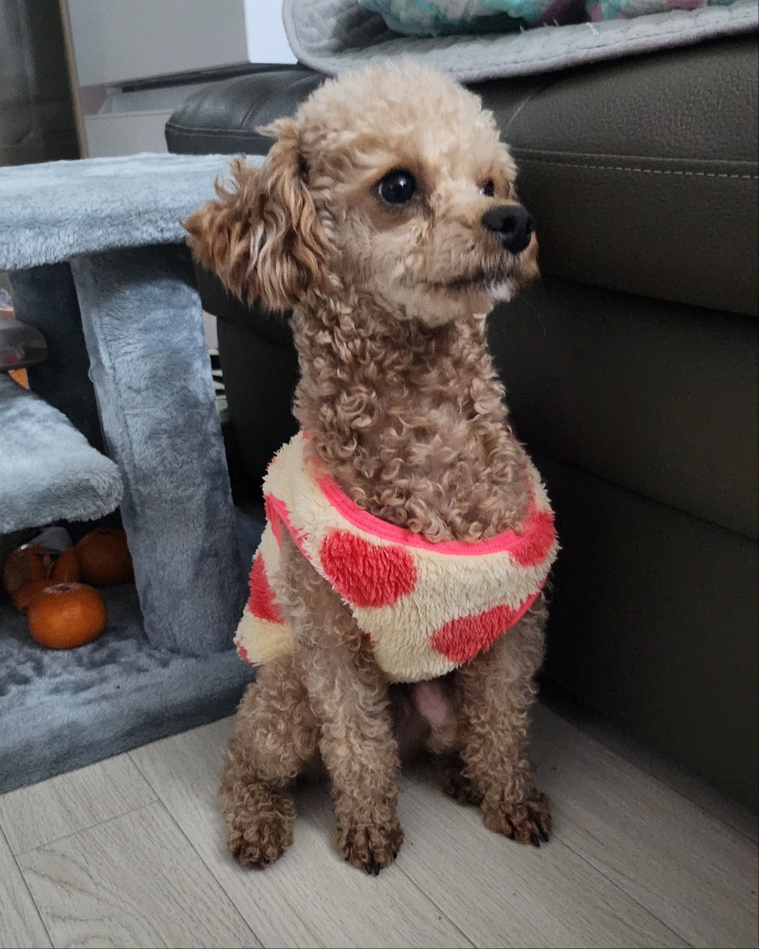 동그라미(호두)방방이(율무) 울사랑하는 아이들 잘지내고 있어요.