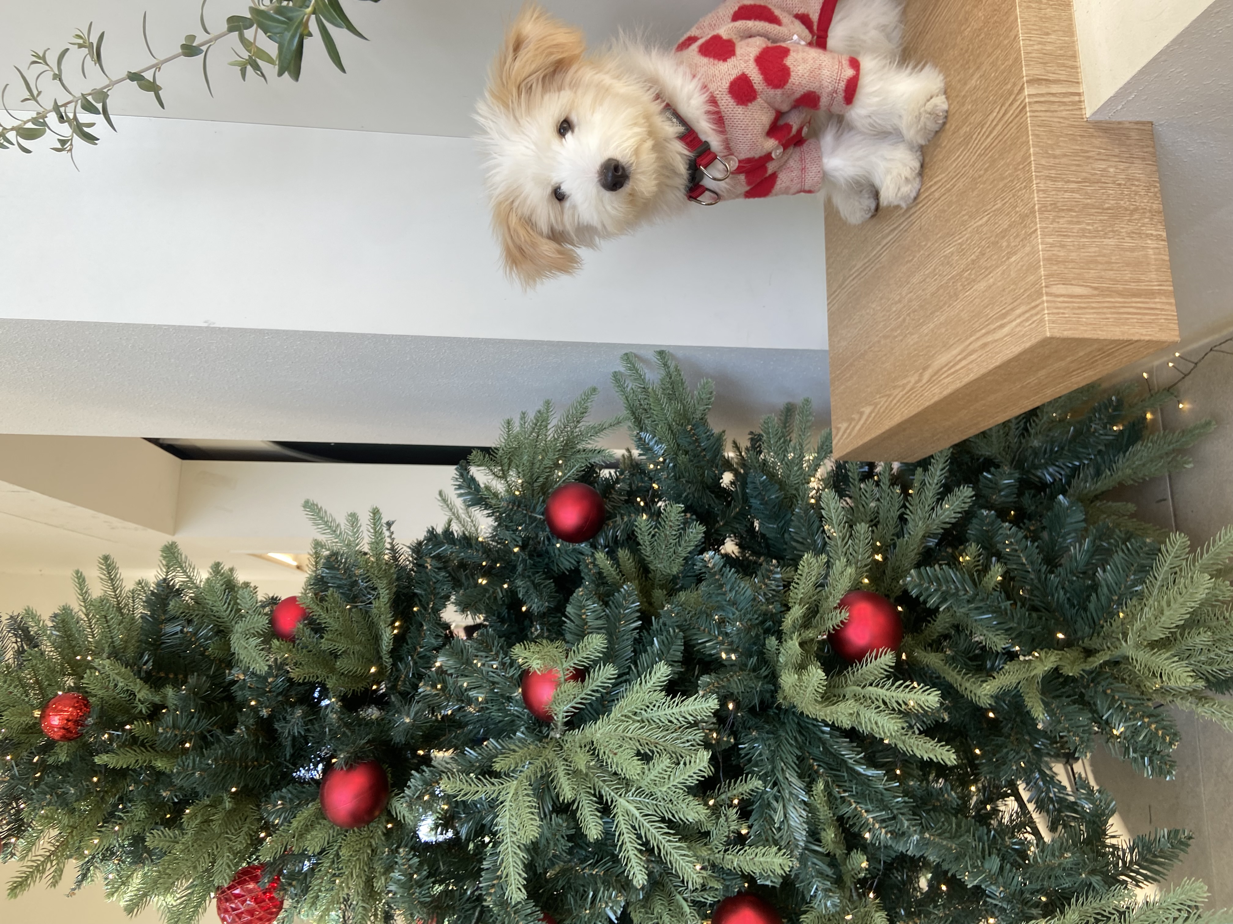 🎄트리(강빛이) 3개월 입양후기