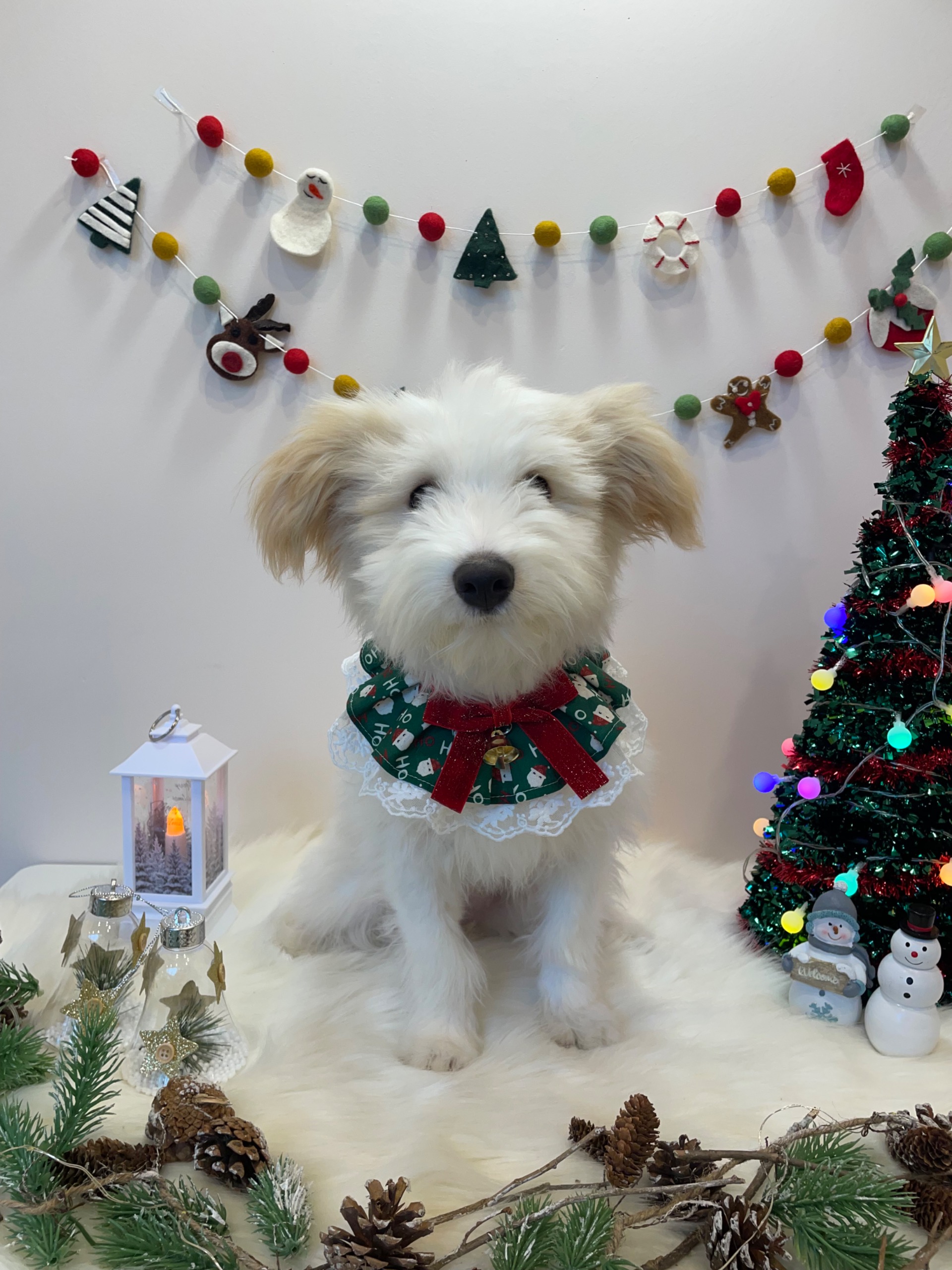 🎄트리(강빛이) 3개월 입양후기