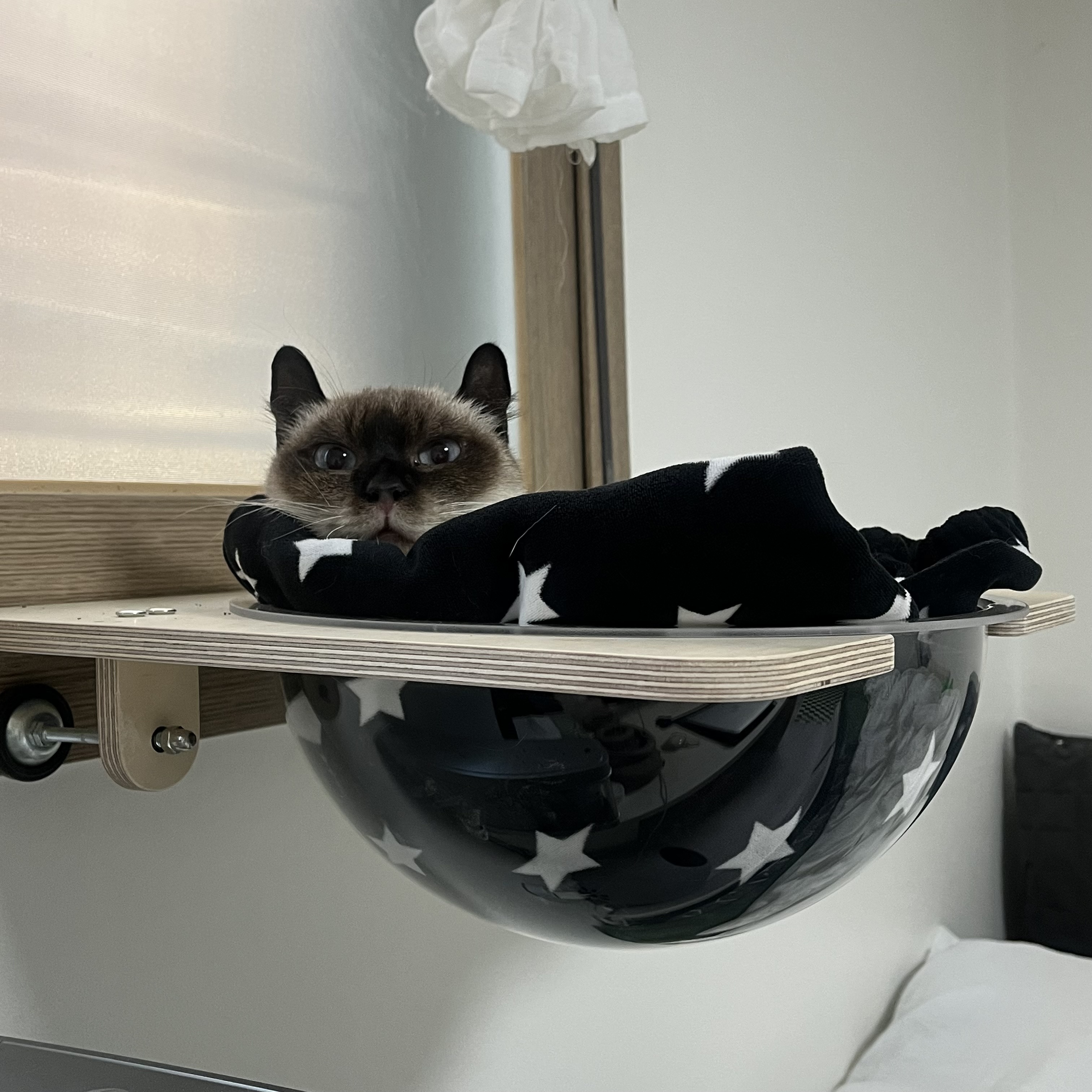 약간 늦은 숑이(샤미) 한달 임보 이야기😽
