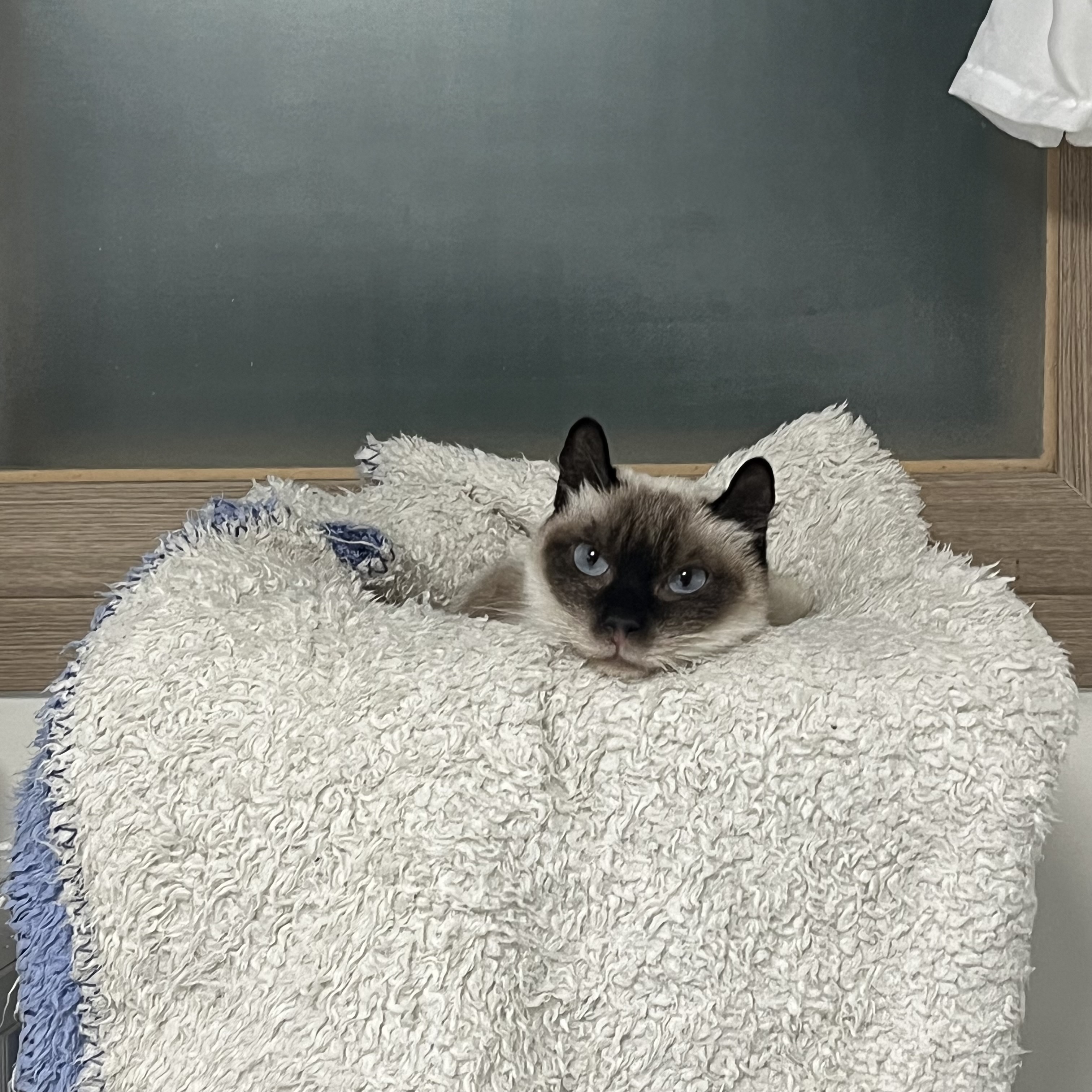 약간 늦은 숑이(샤미) 한달 임보 이야기😽