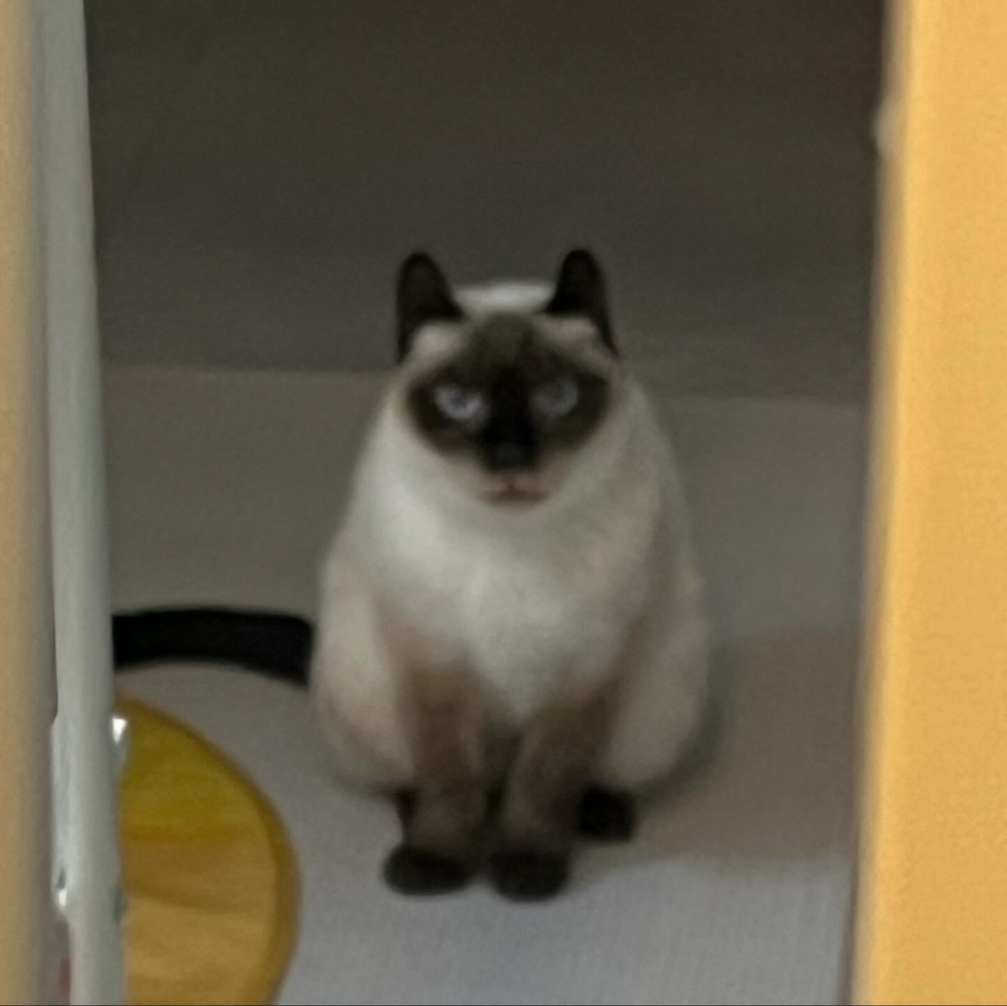 약간 늦은 숑이(샤미) 한달 임보 이야기😽