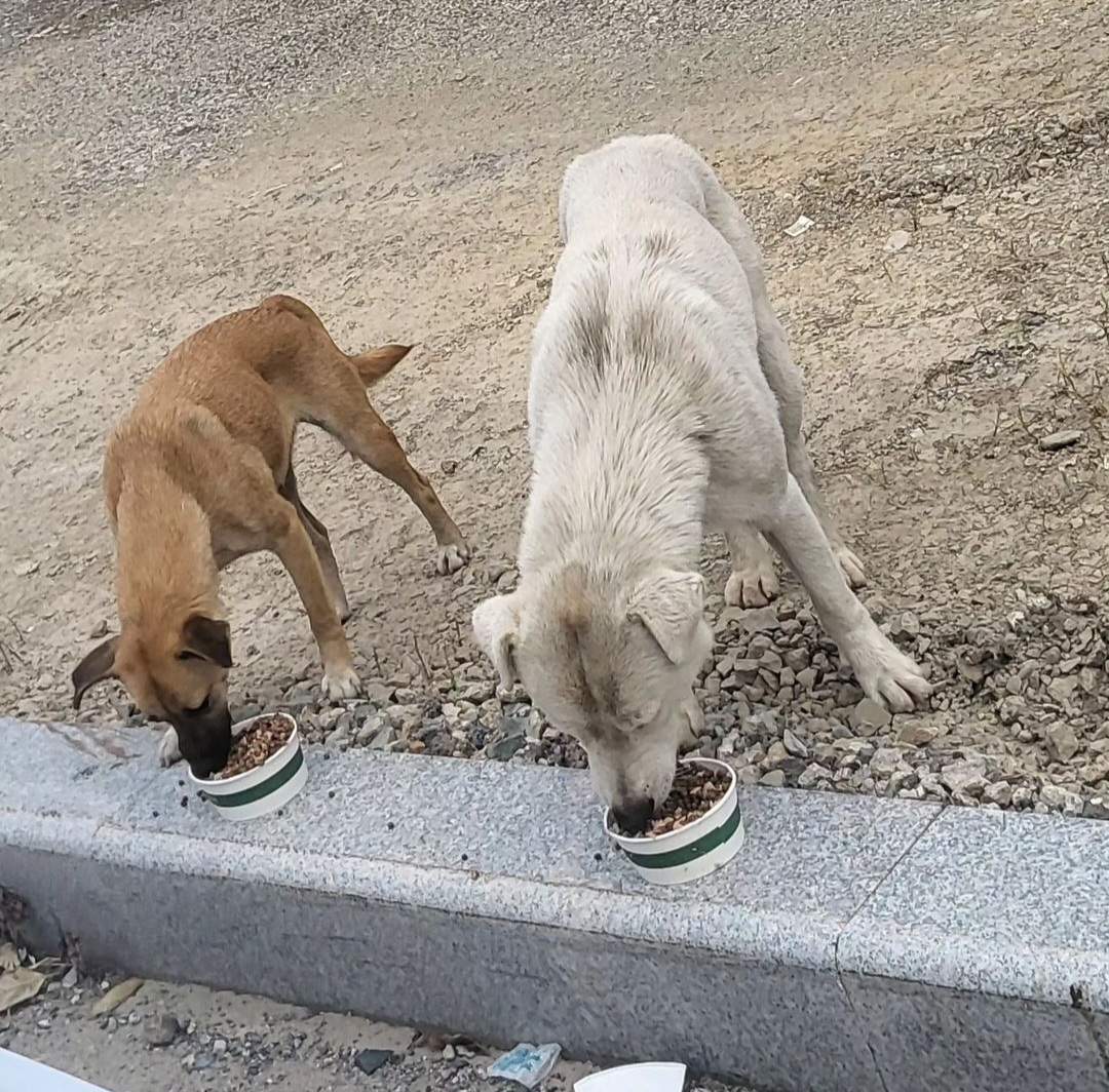 곰이 콩이를 도와주세요