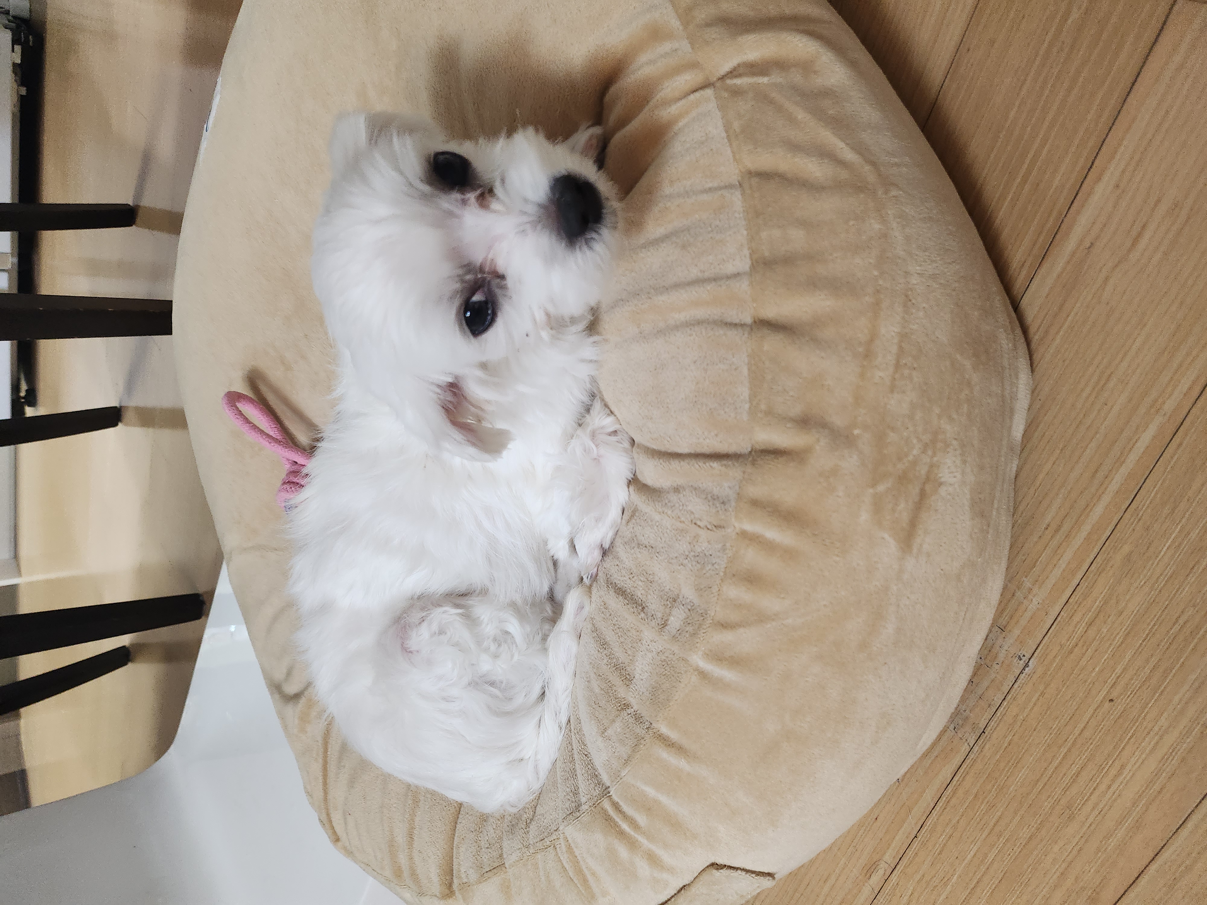 미즈 입양후기