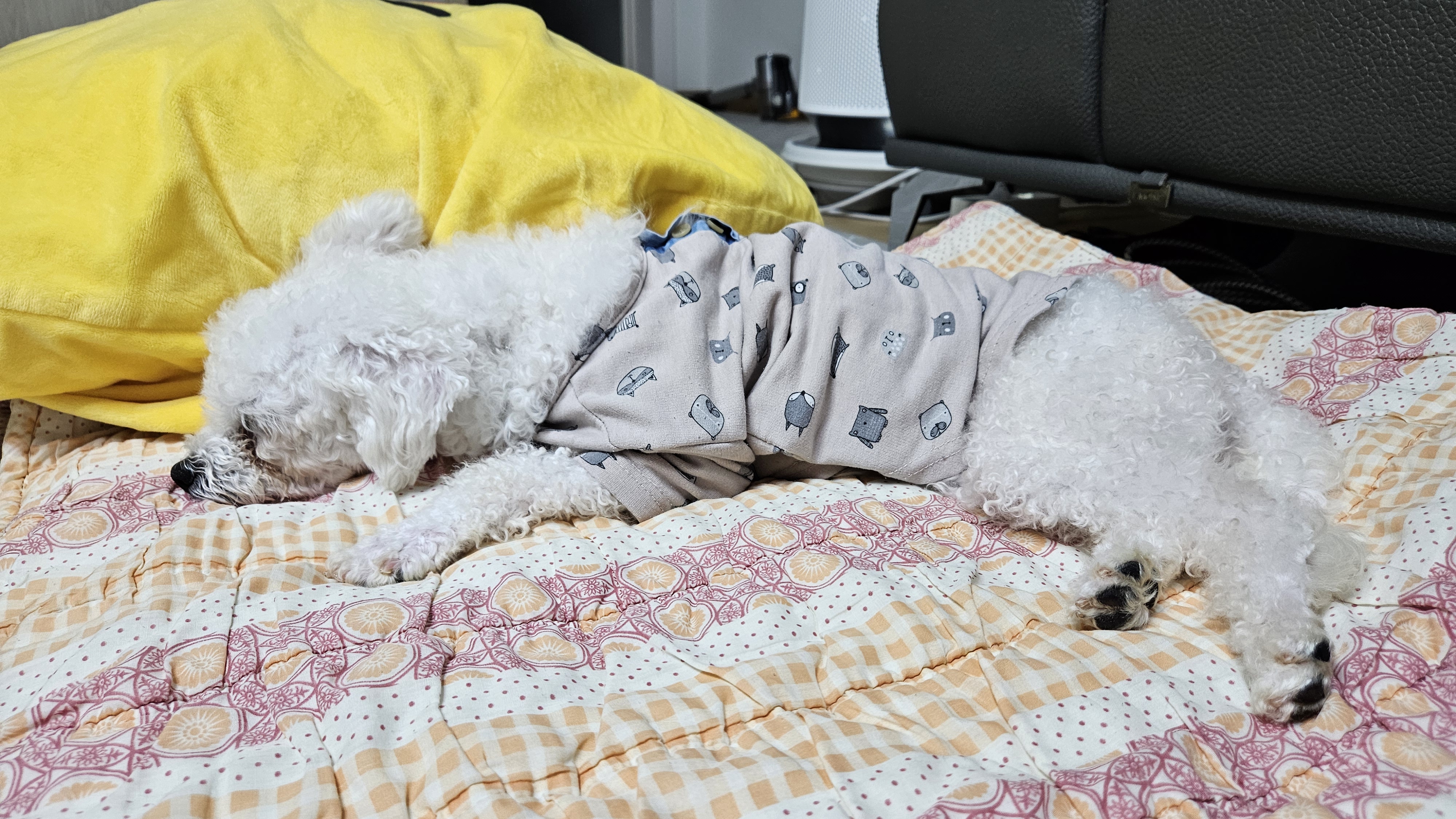 루아(구 양양이) 입양 1주일