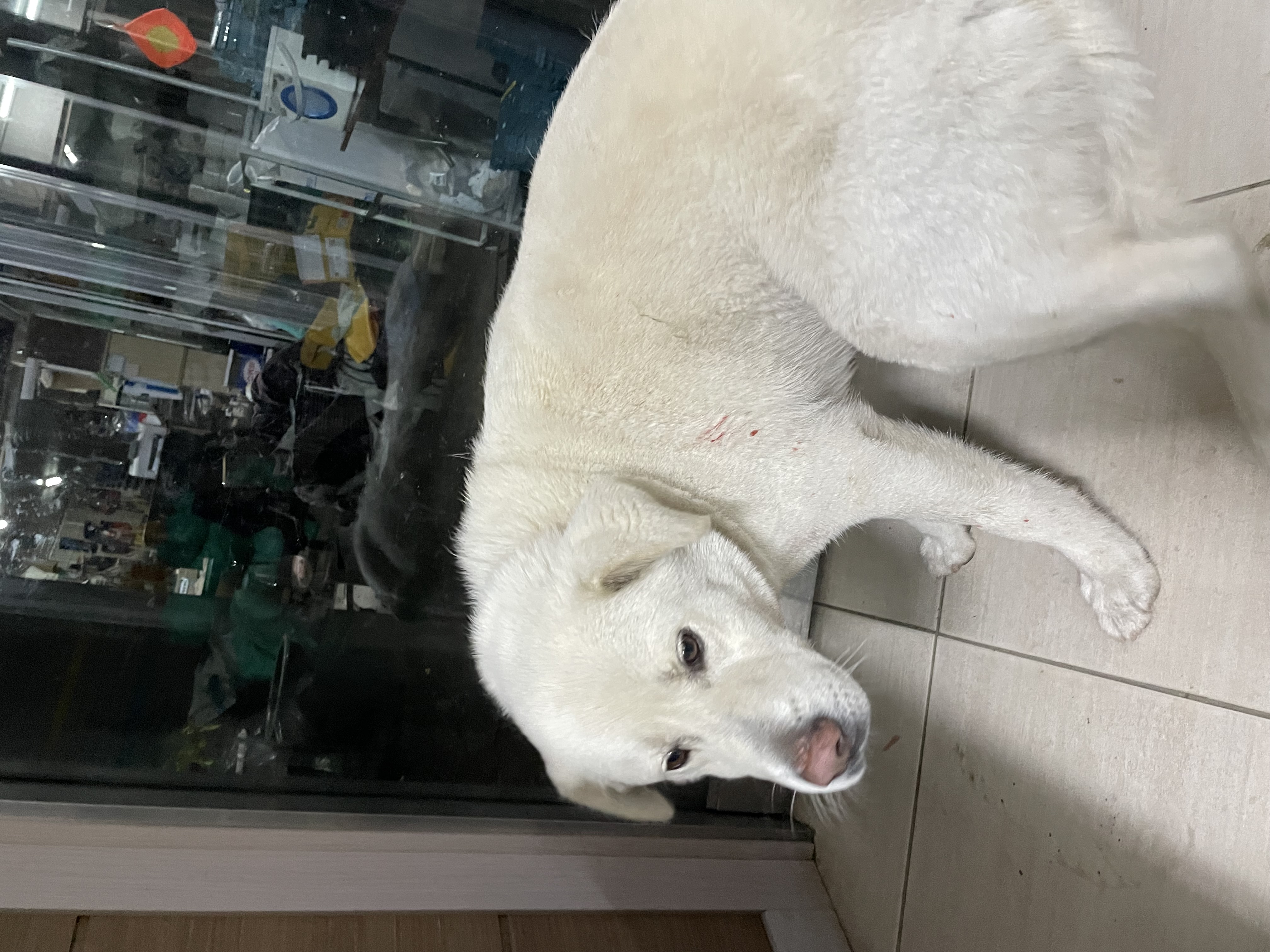 동생이 술먹으면 개를 칼로 쑤셔 죽이려는데 리트리버정도의 큰개 입양보내는 방법 있을까요