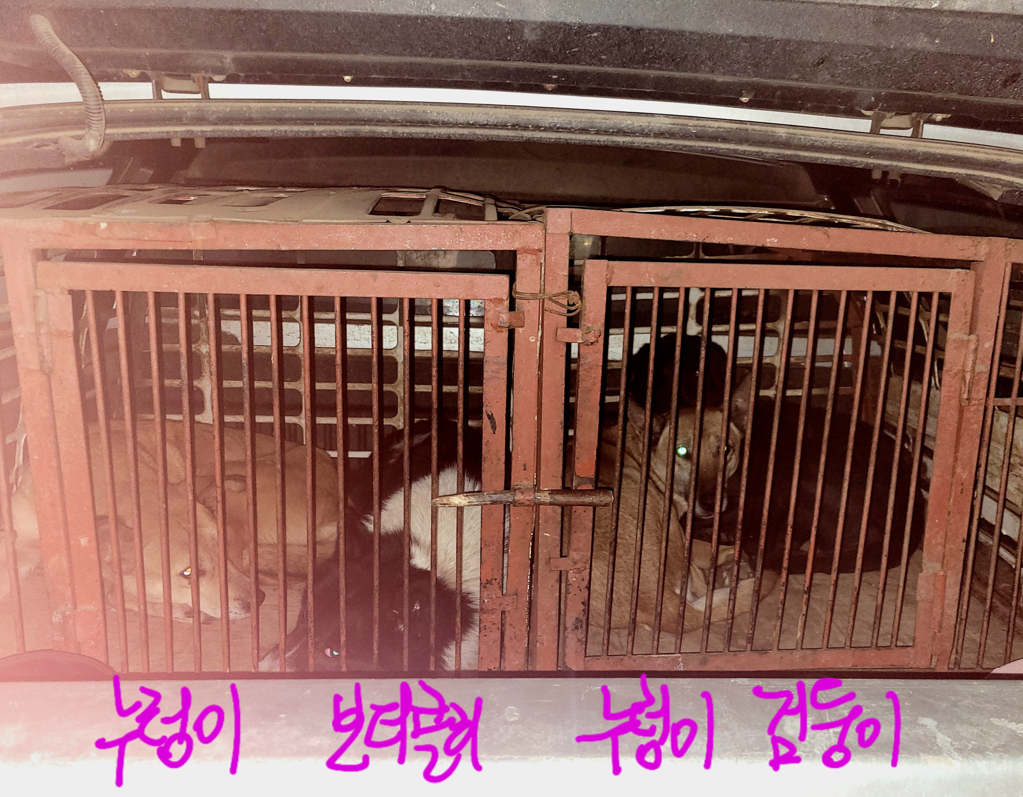 지하주차장 RV차 트렁크에서 사육되고 있는 대형견 4마리가 있습니다. 