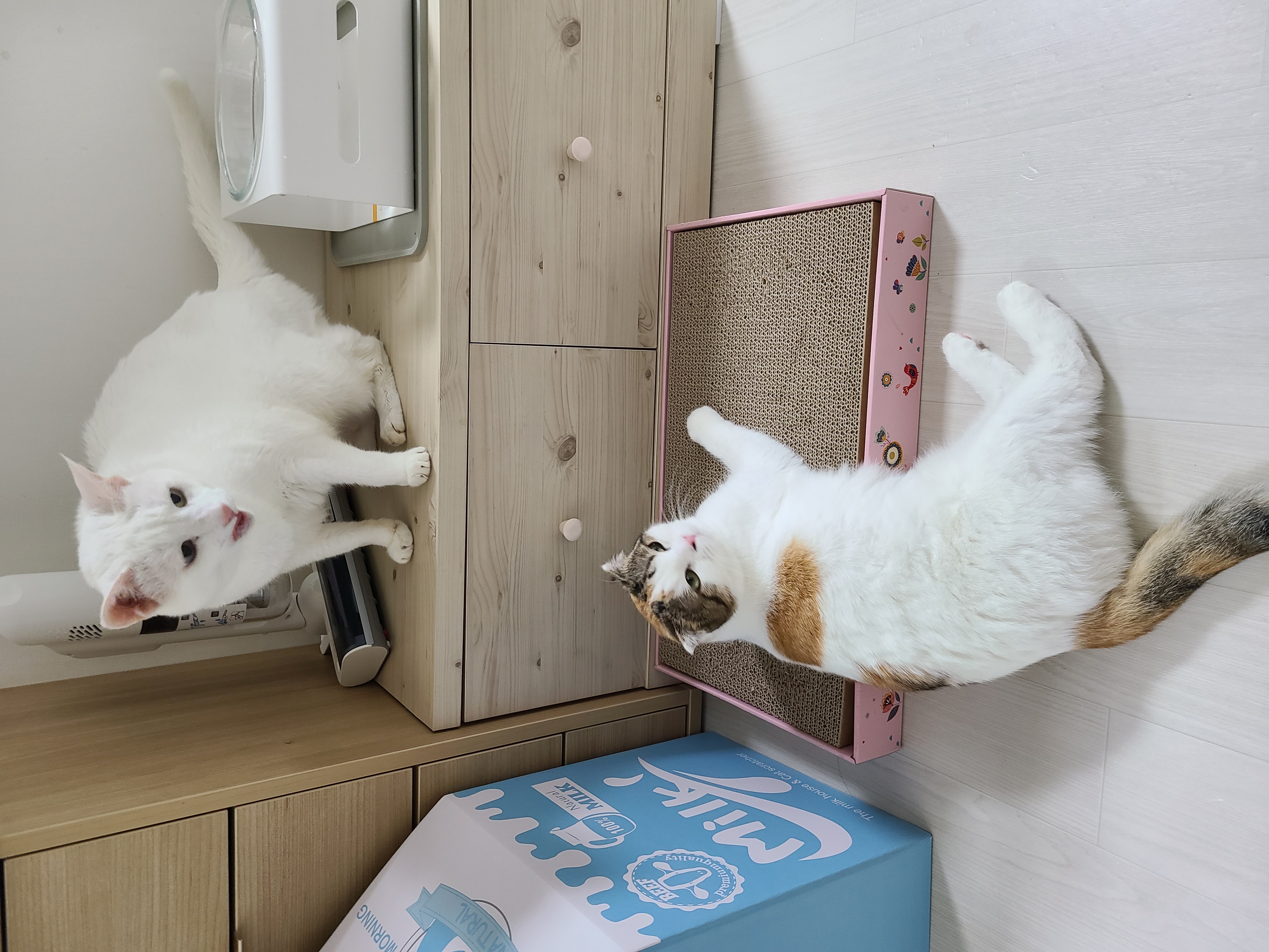 하늬(홍순이) 입양전제 임시보호 한달
