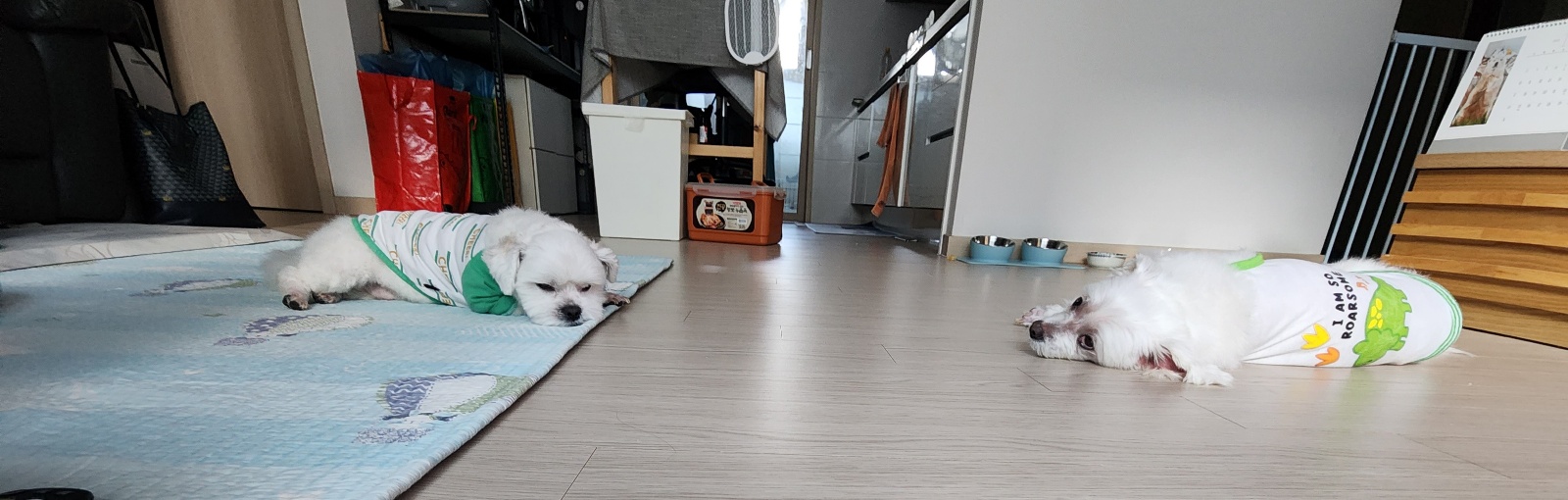 썬(포치)두번째겨울