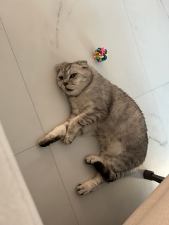 (구)동엽.살랑 (개명)행운.루리 입양1달 후