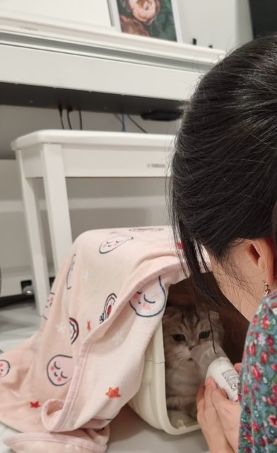 (구)동엽.살랑 (개명)행운.루리 입양1달 후