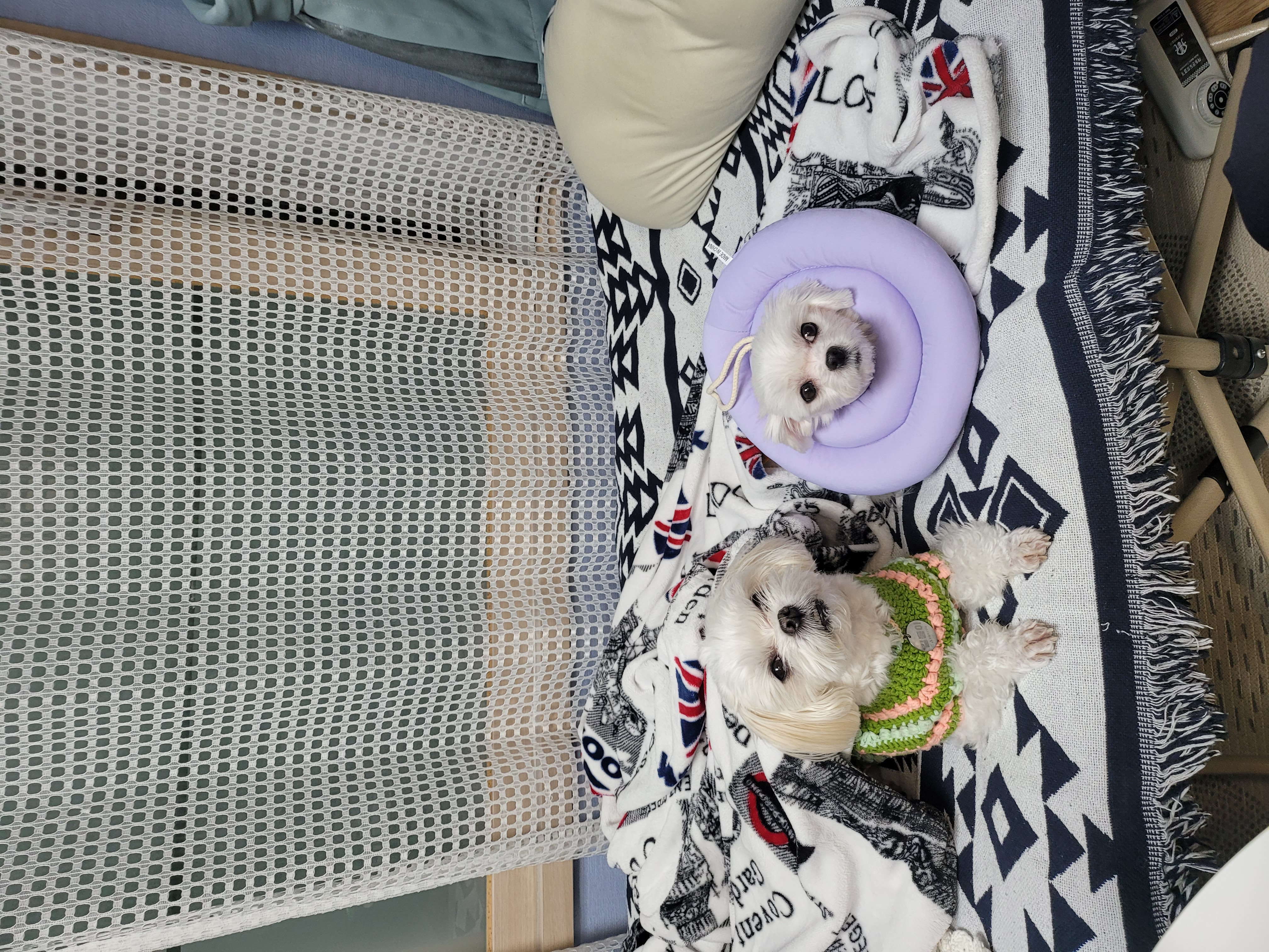 설이(구 조아) 입양 한달 이야기