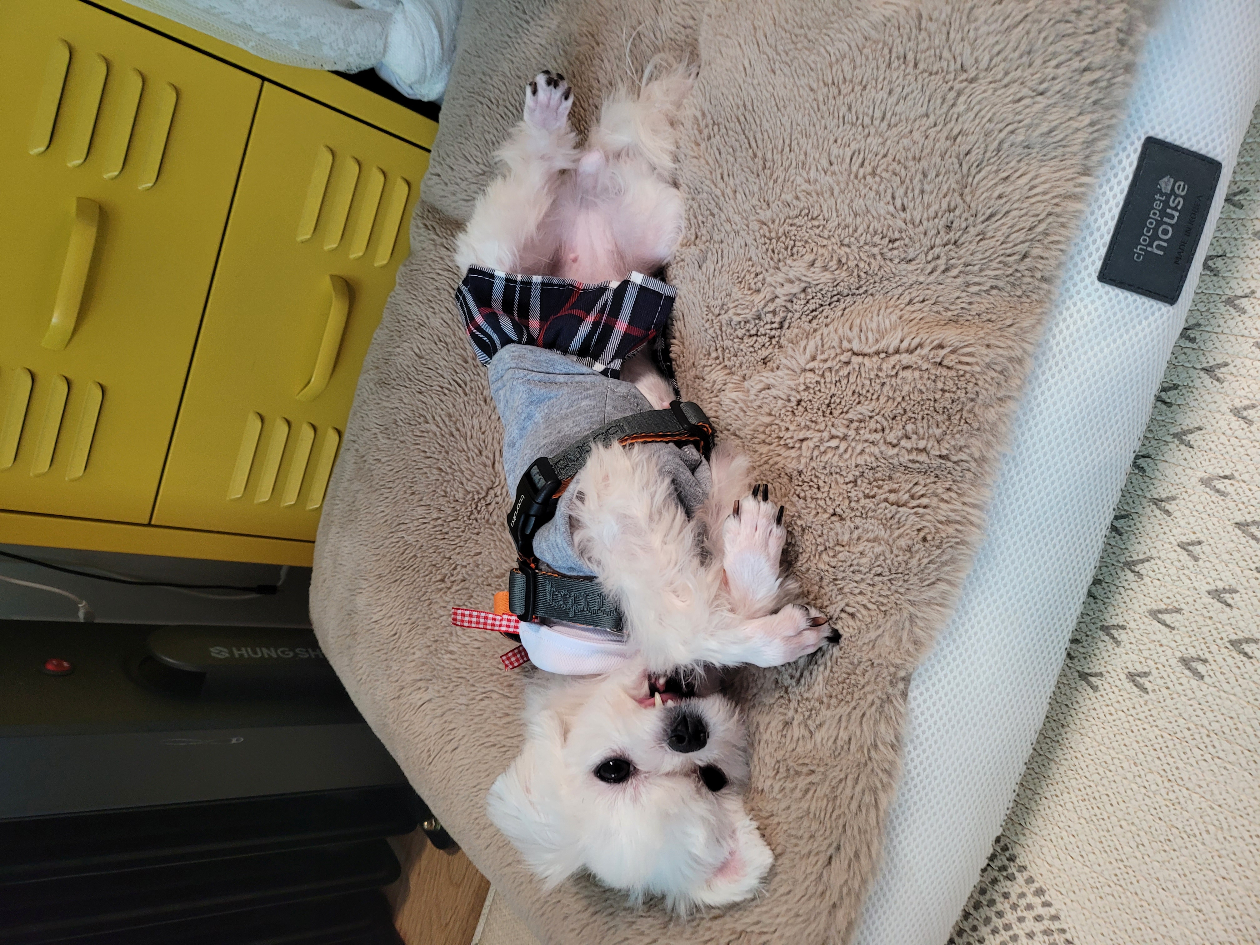 설이(구 조아) 입양 한달 이야기