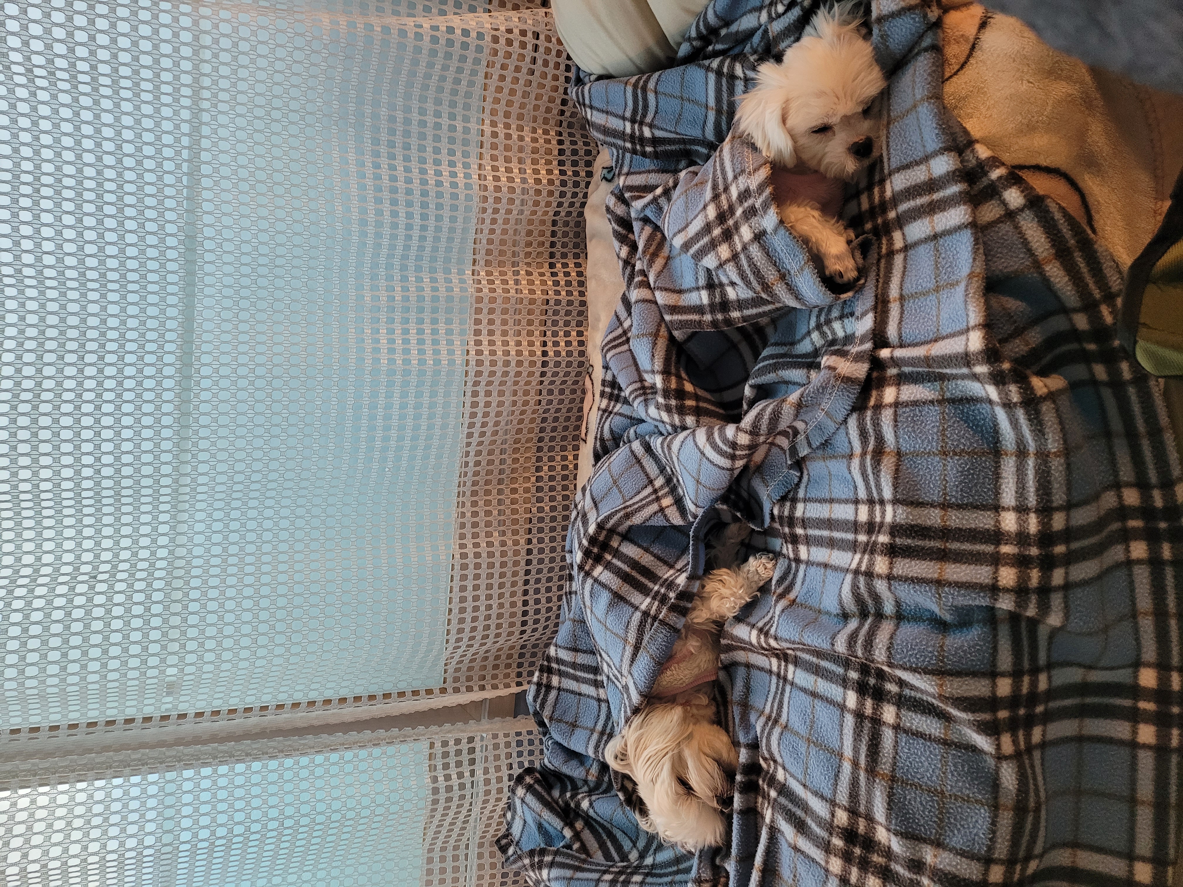 설이(구 조아) 입양 한달 이야기
