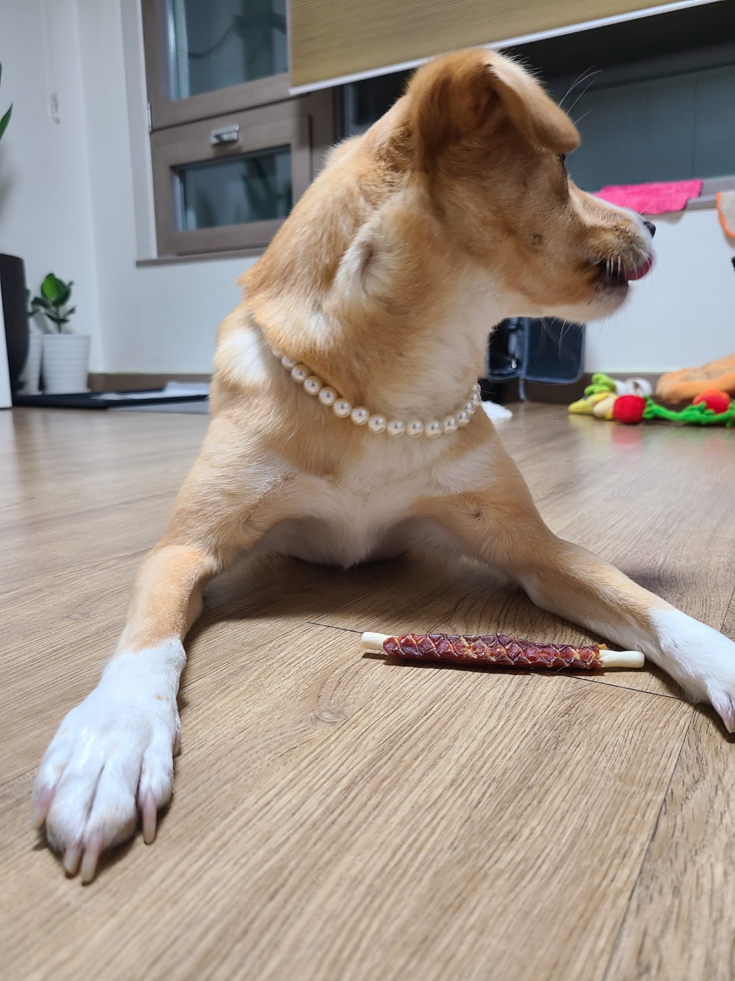 구콩이 임시보호 세달차 후기