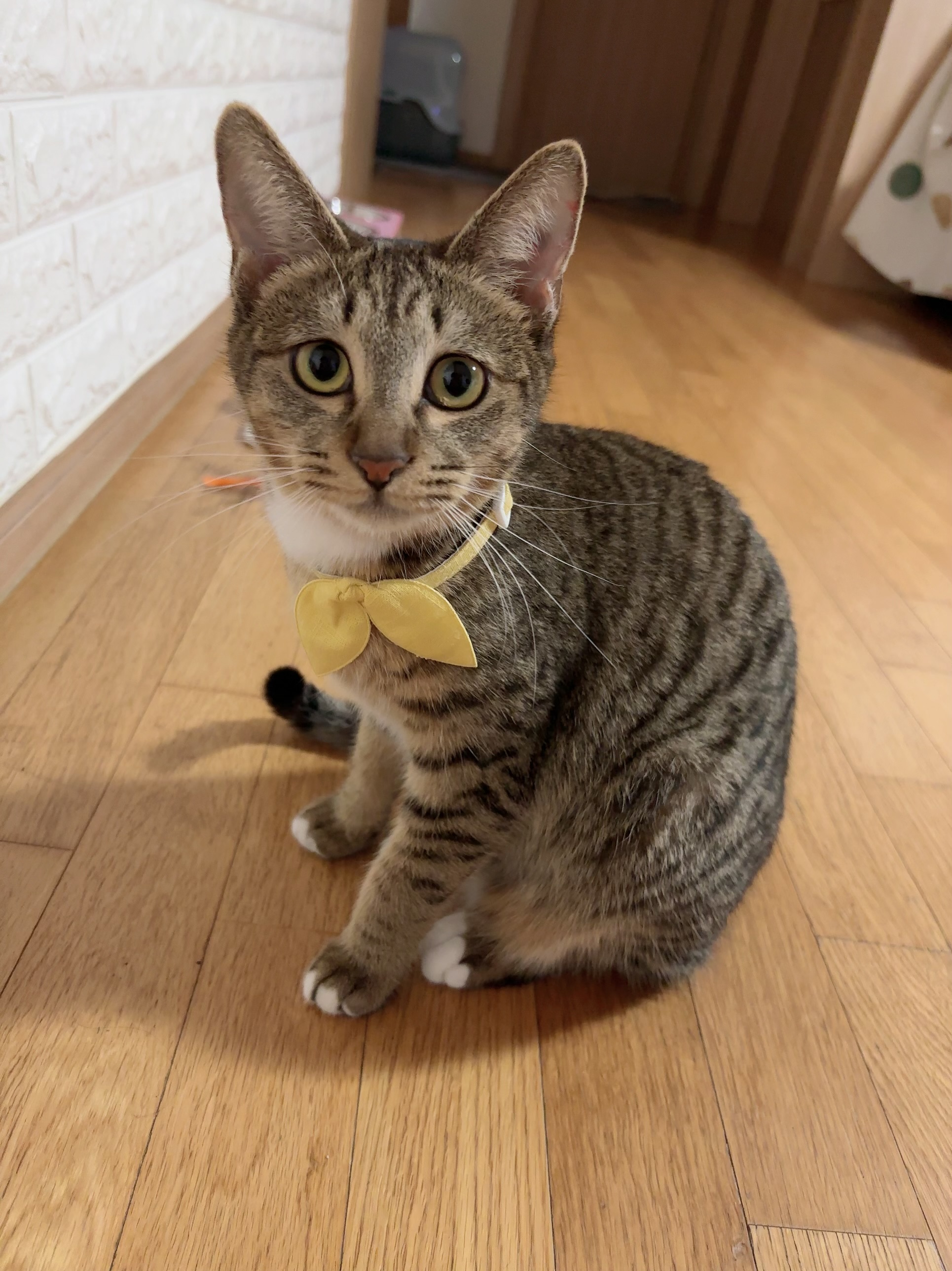삼튼이 일주일 이후 적응기