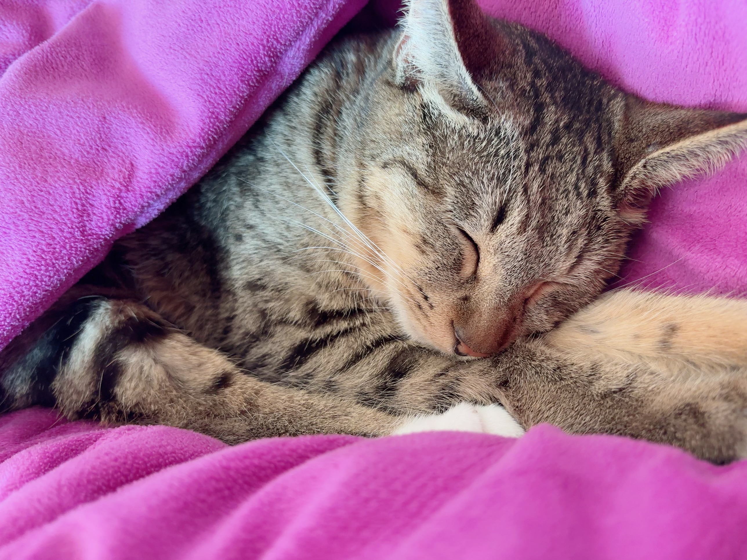 삼튼이 일주일 이후 적응기