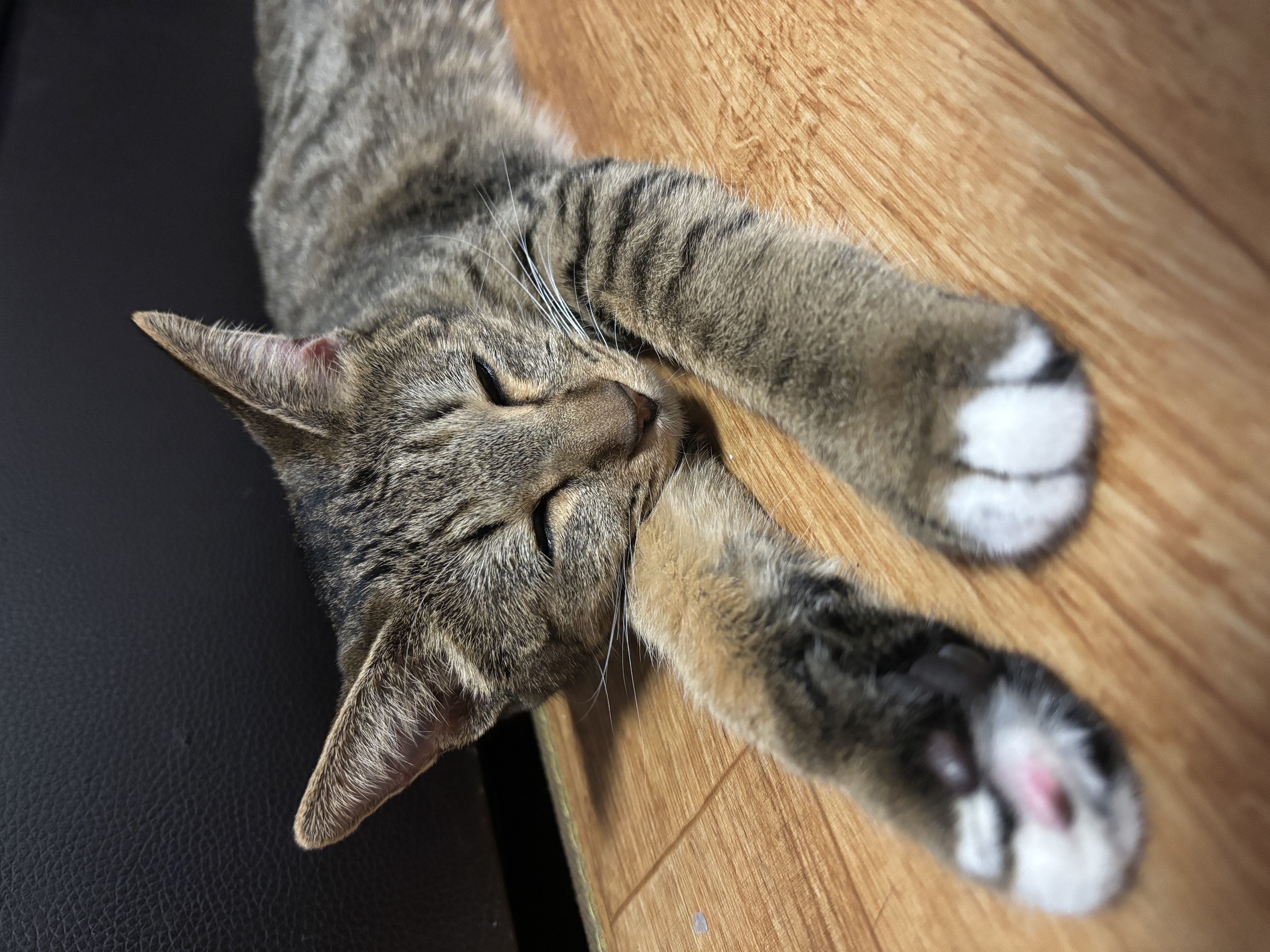삼튼이 일주일 이후 적응기